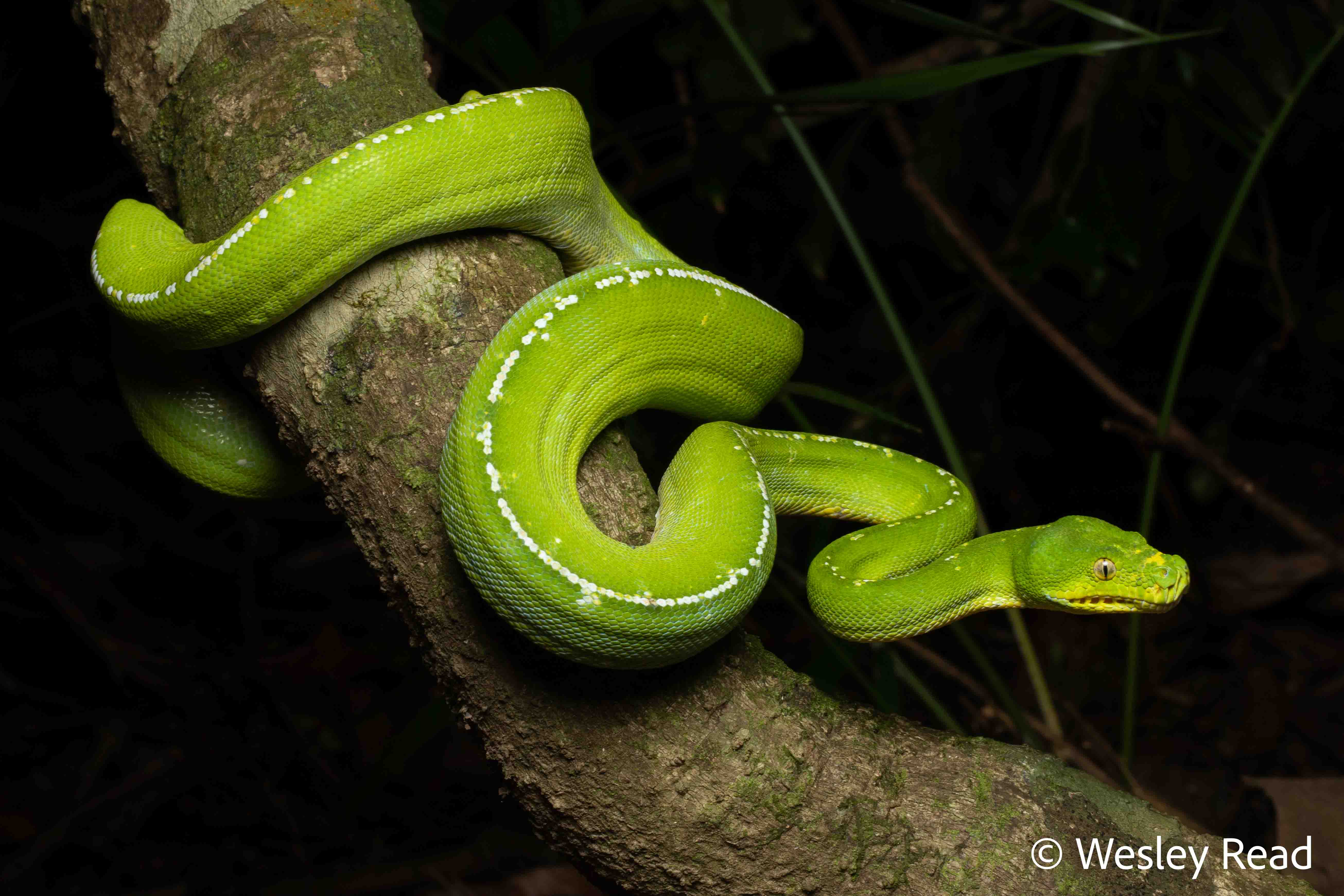 Morelia viridis