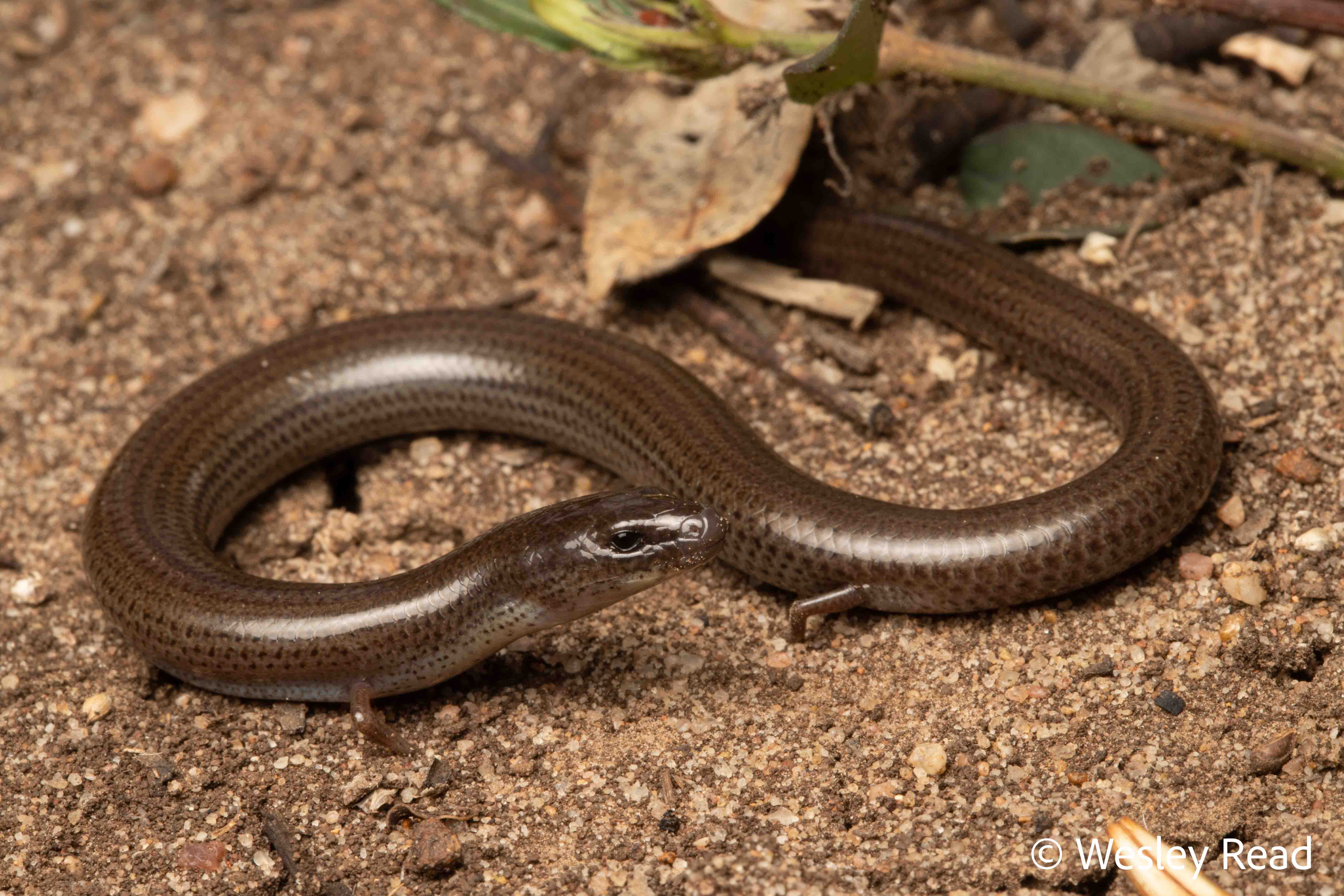 Anomalopus mackayi