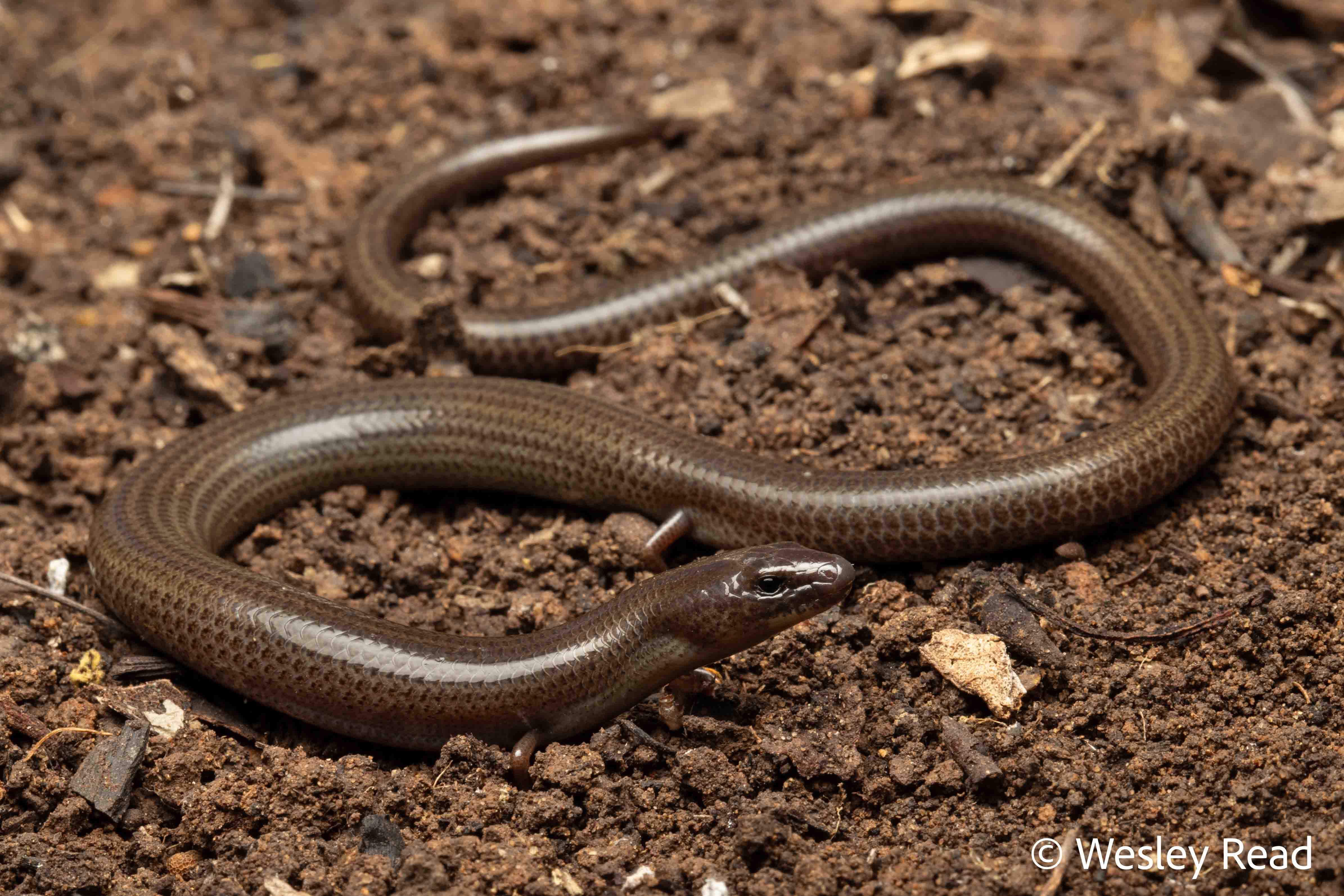 Anomalopus mackayi