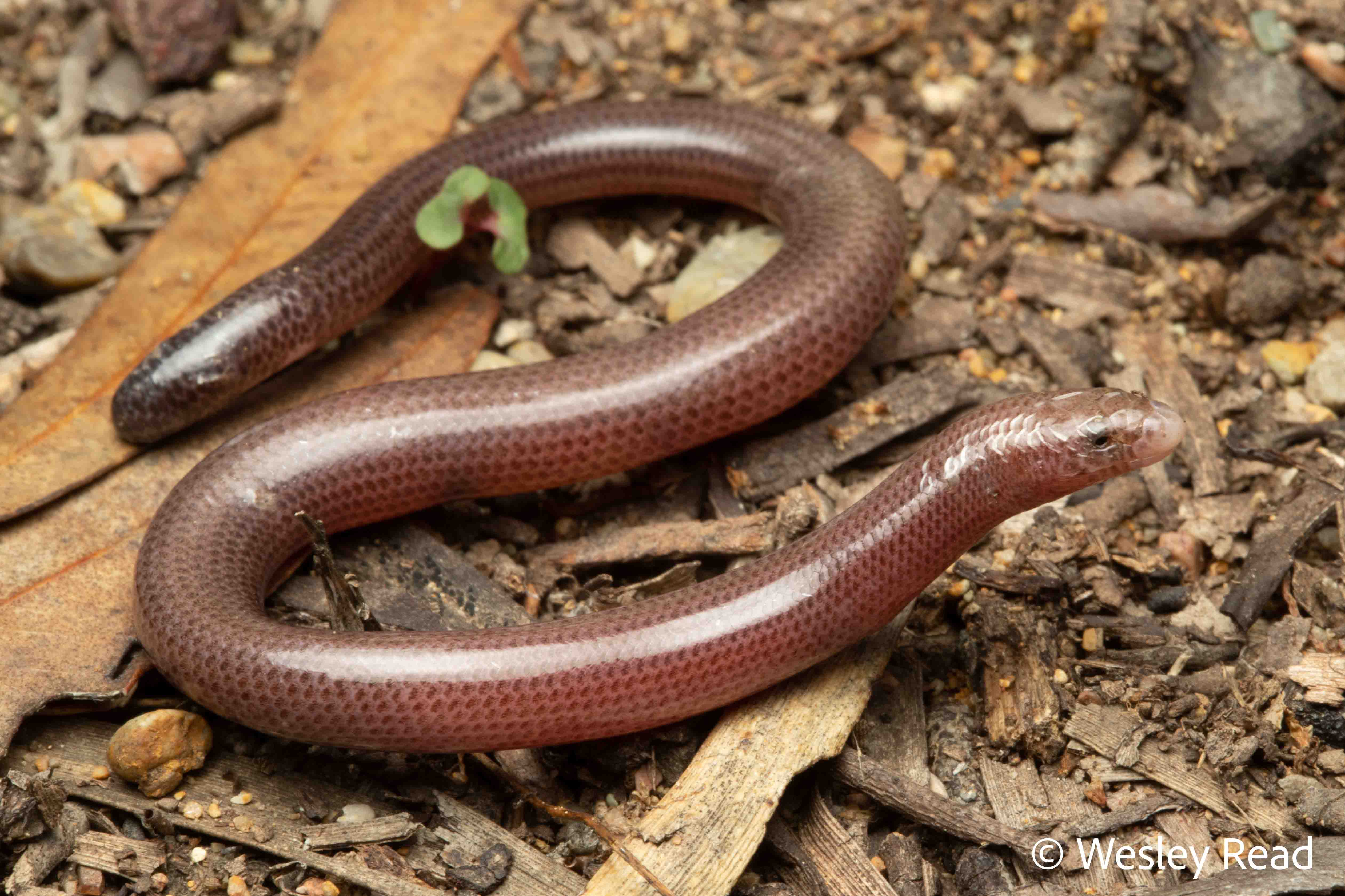 Anomalopus swansoni