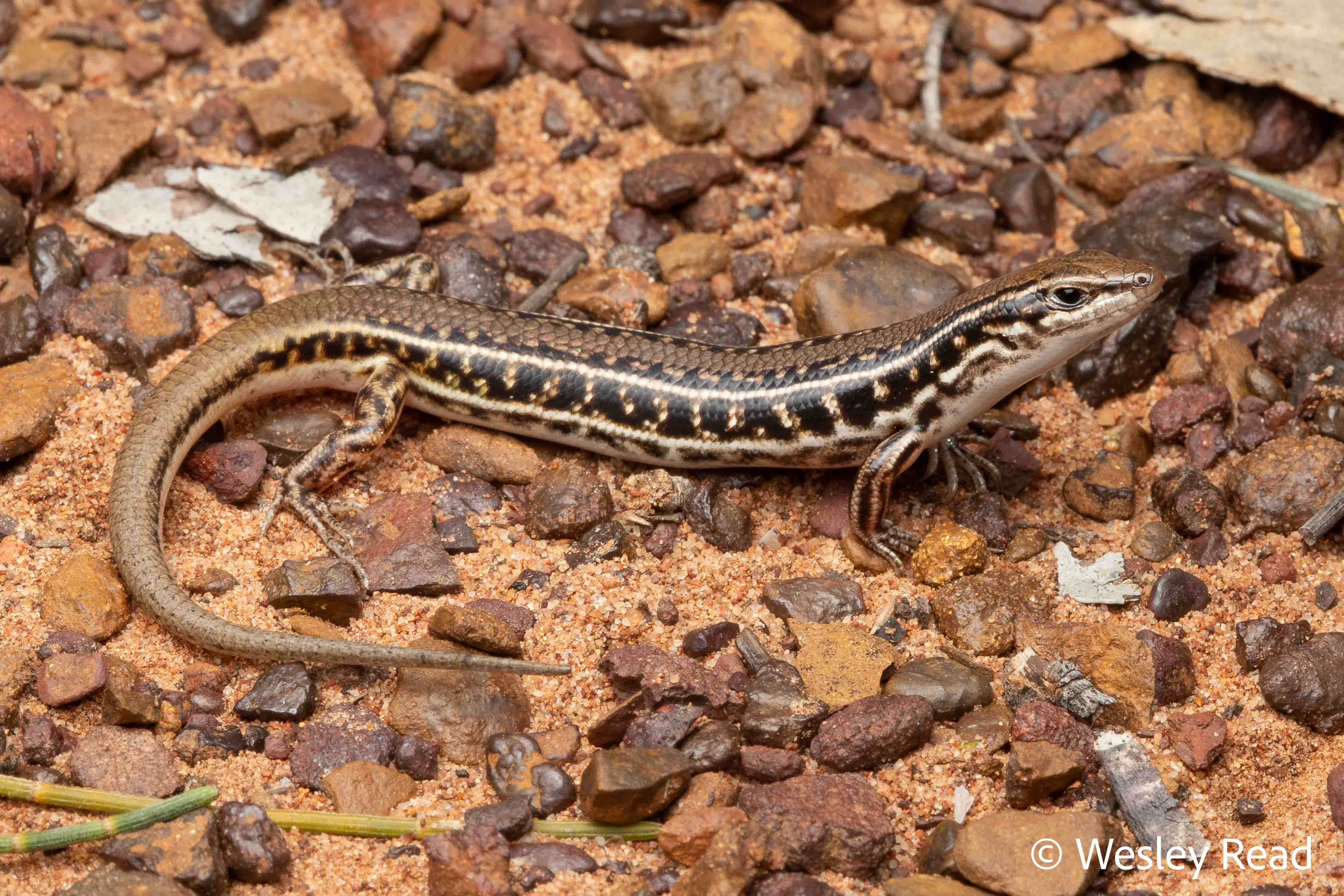Ctenotus allotropis