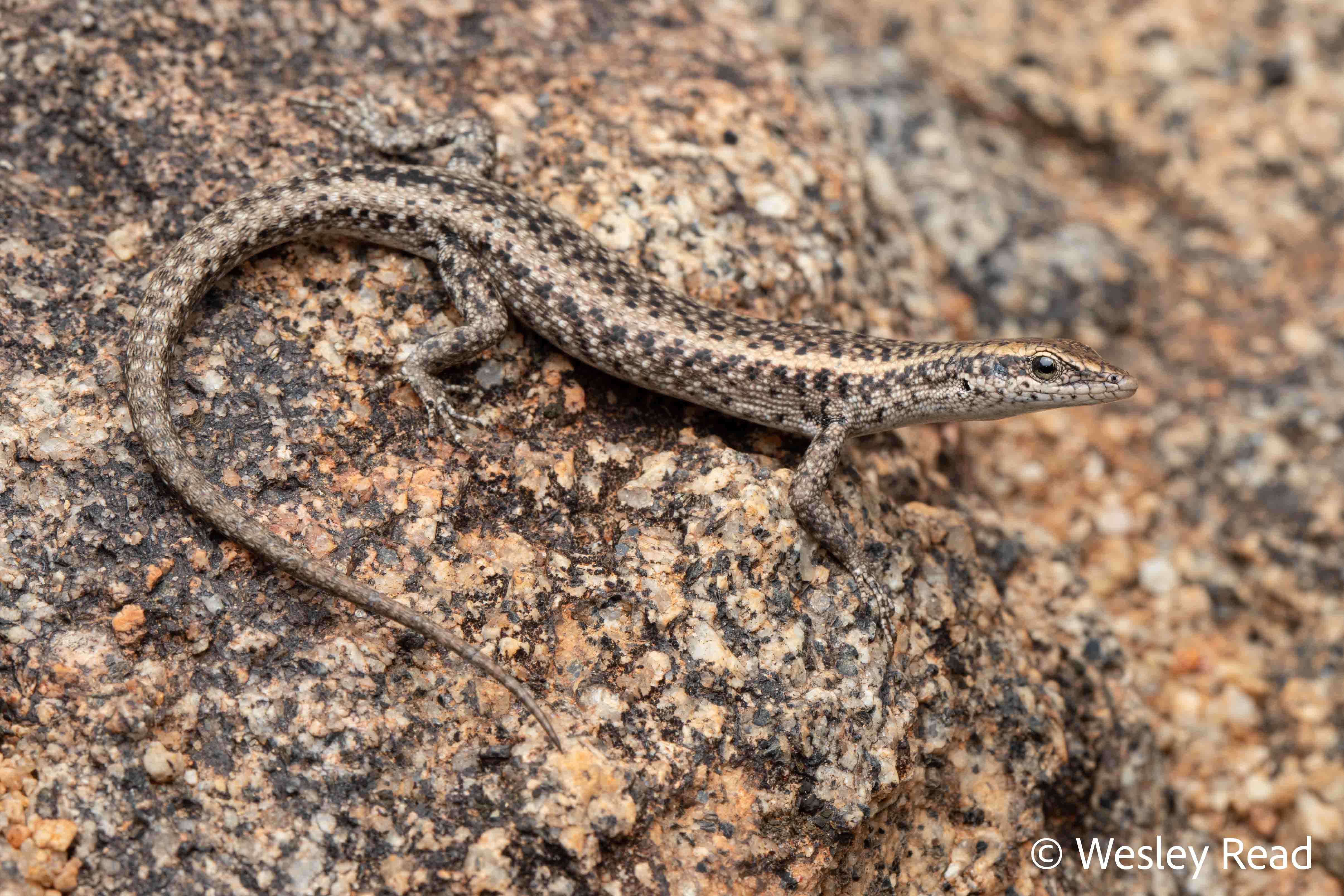 Cryptoblepharus australis