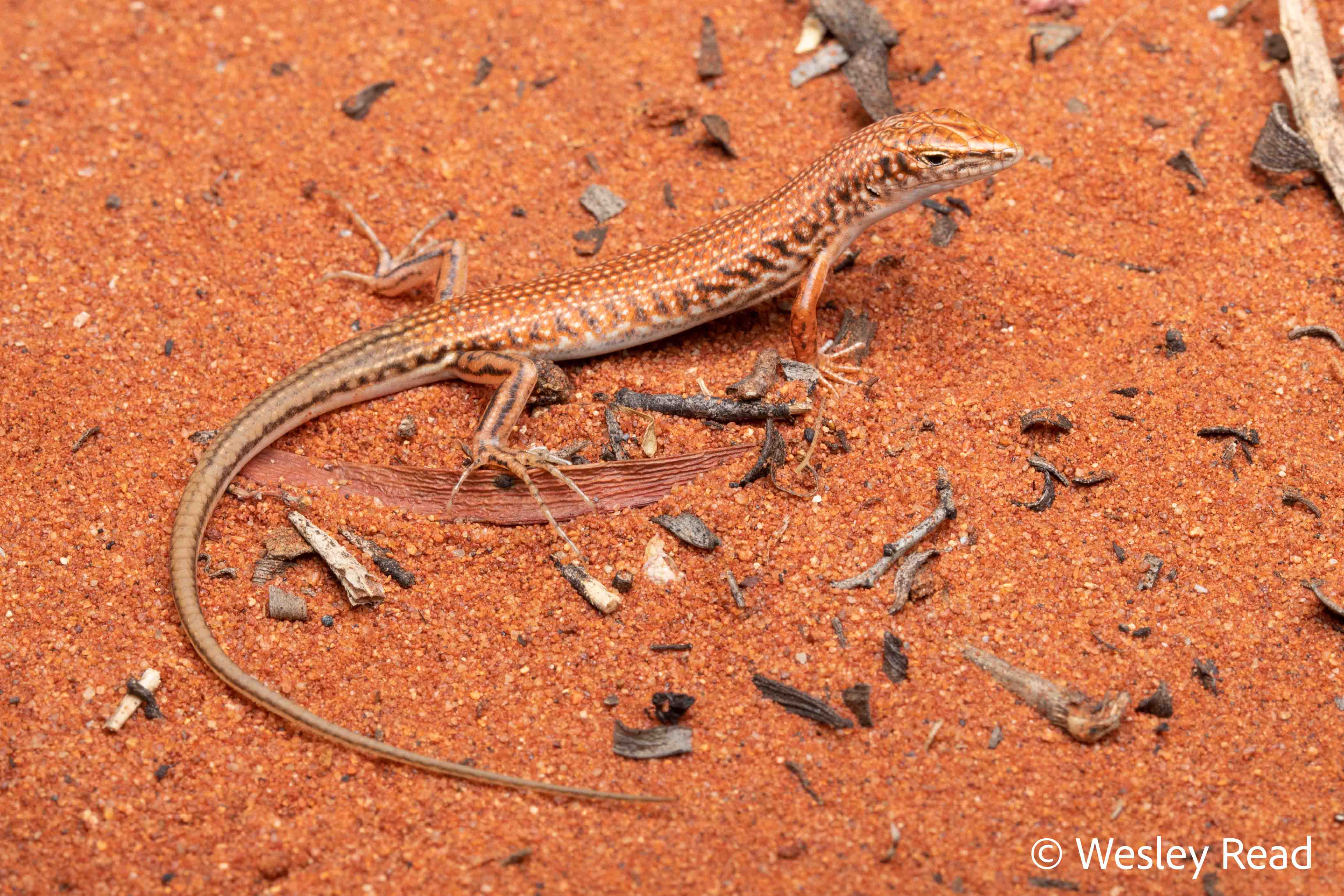 Ctenotus brooksi