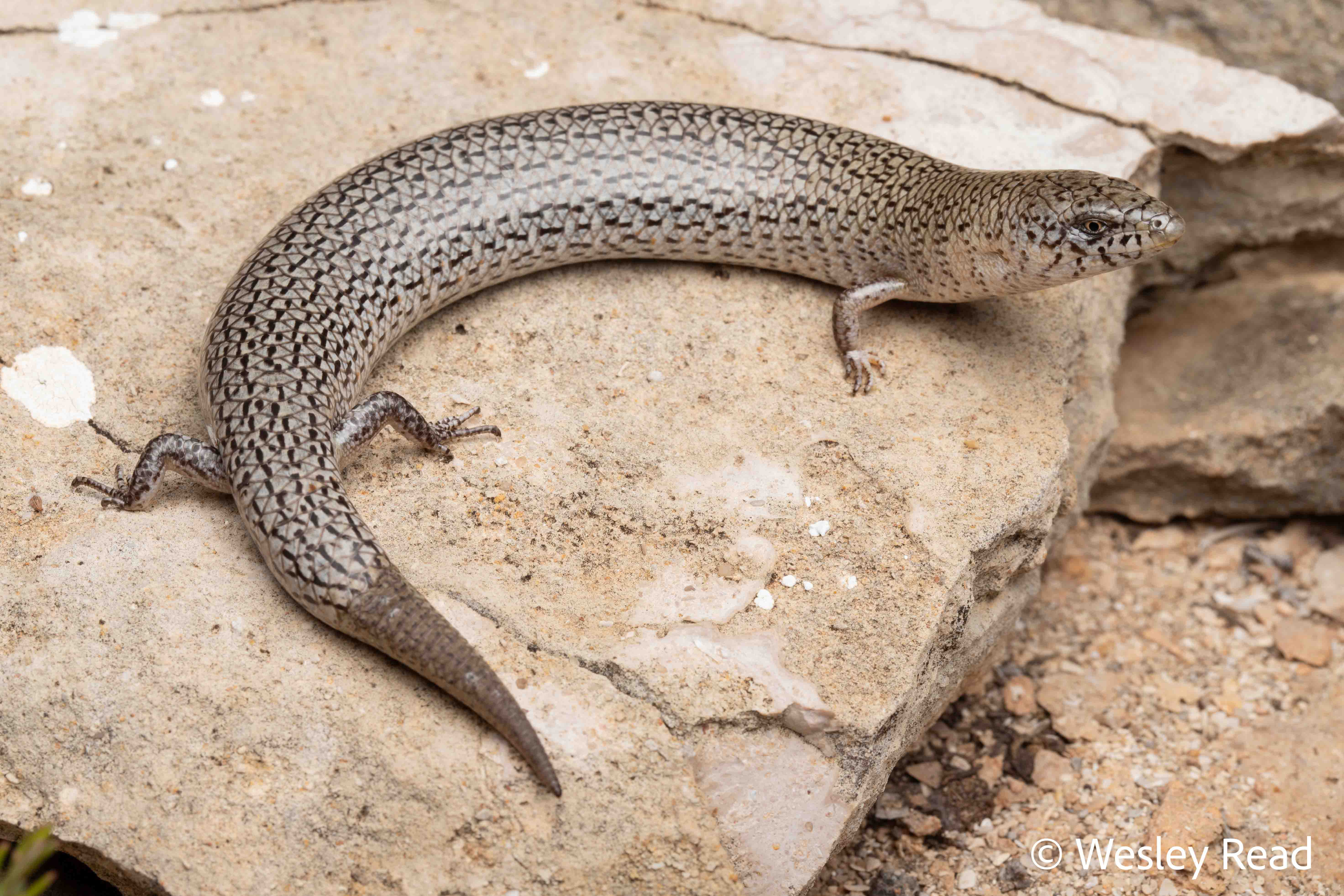 Cyclodomorphus celatus