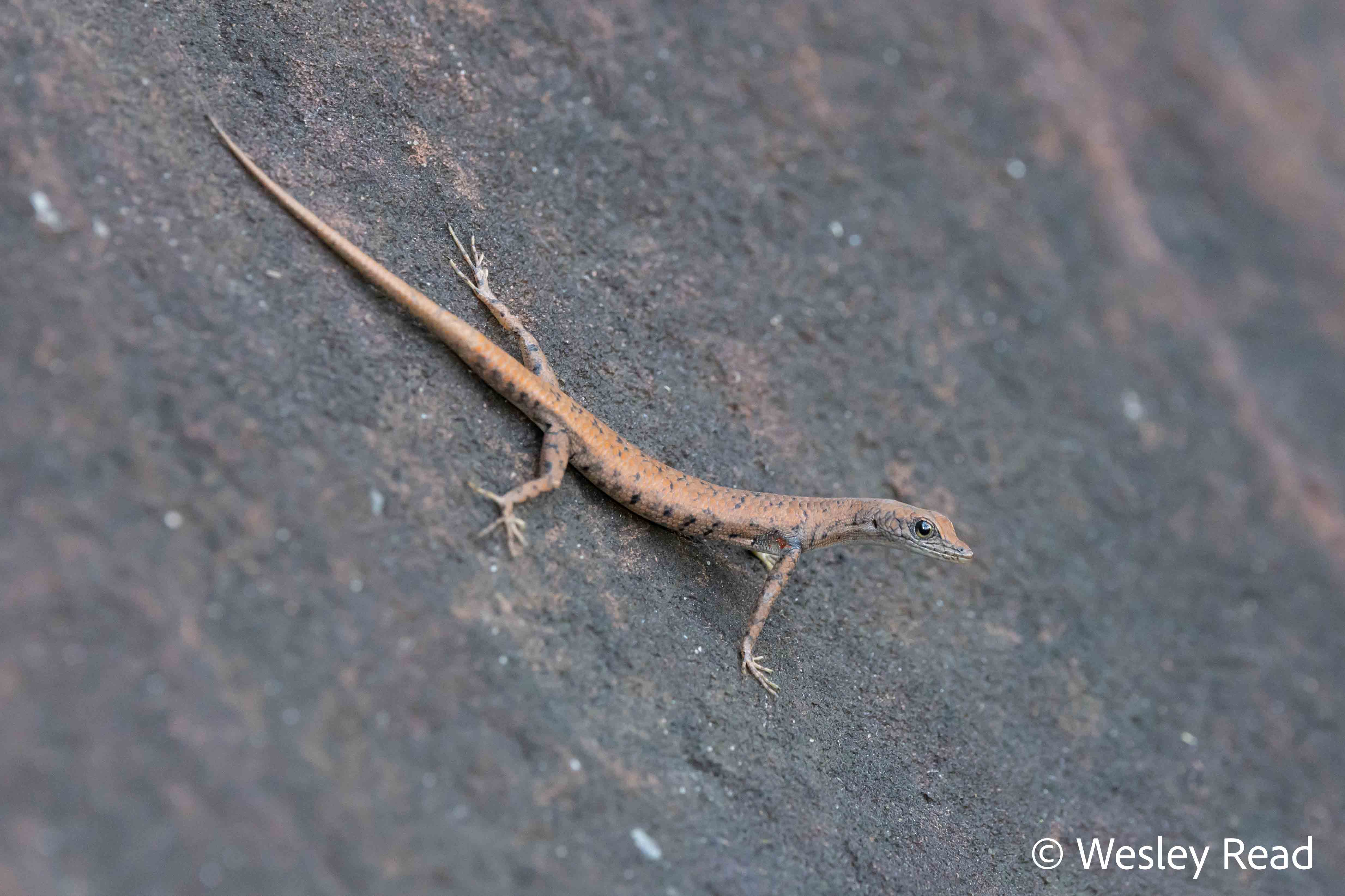 Cryptoblepharus daedalos