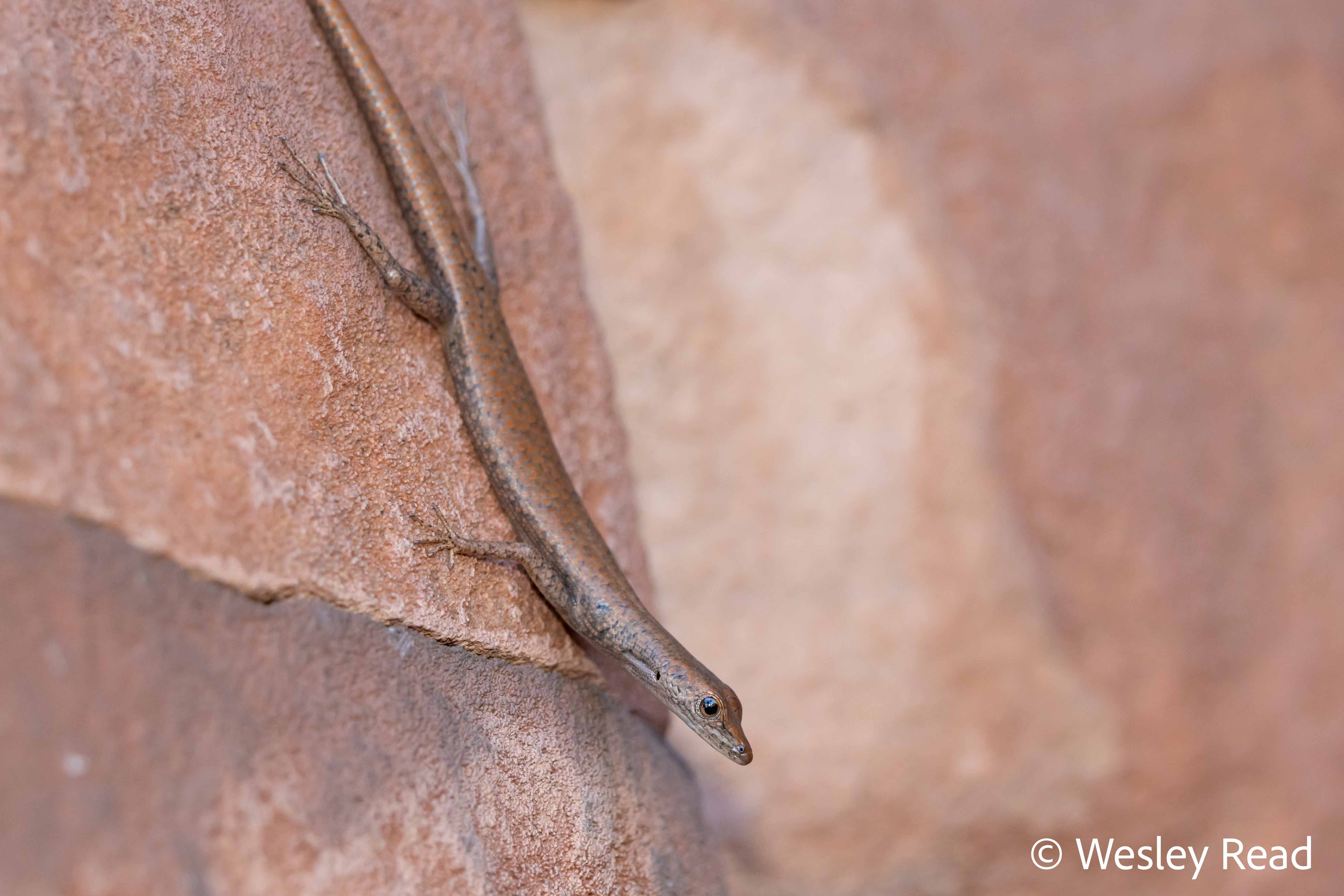 Cryptoblepharus daedalos