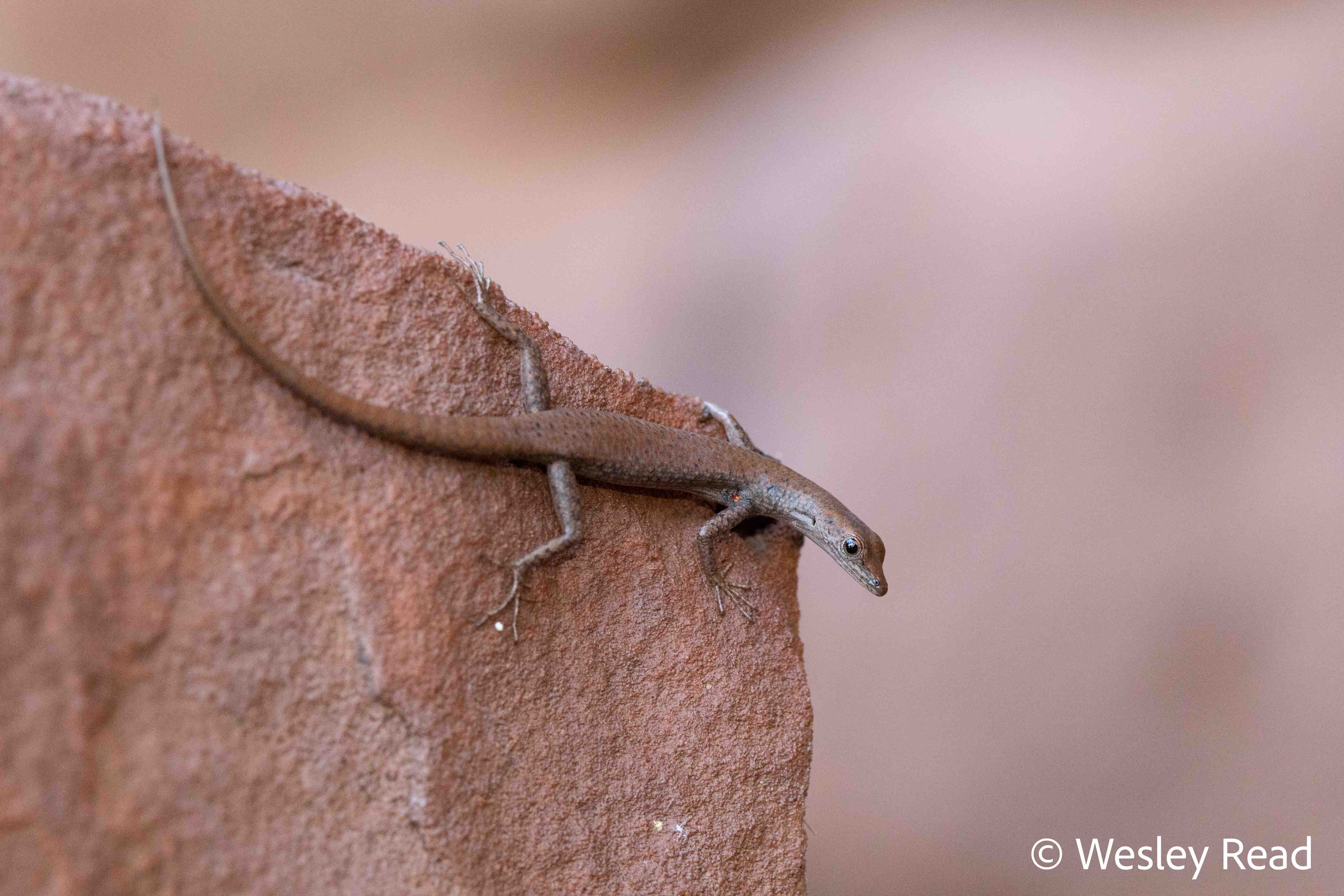 Cryptoblepharus daedalos