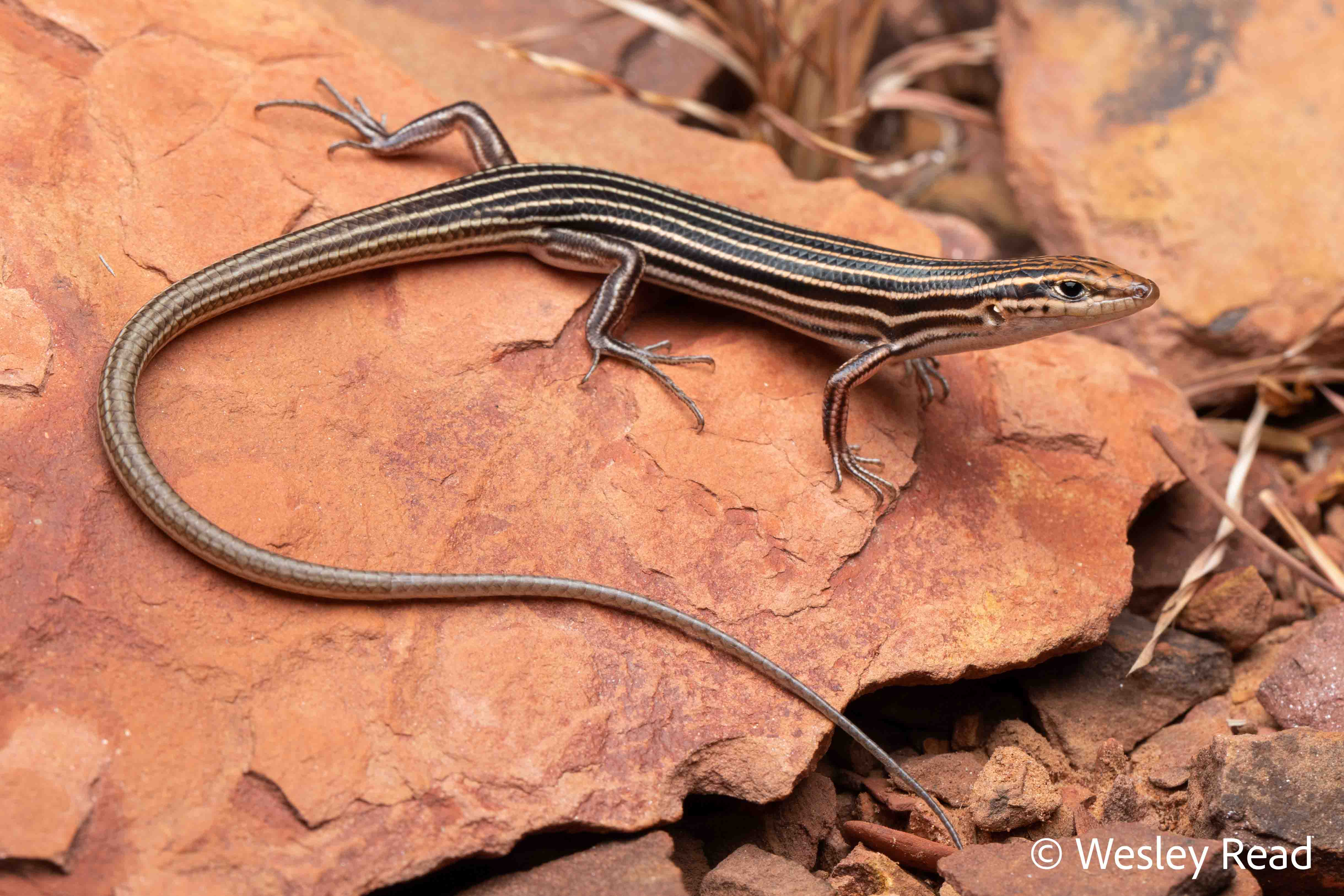 Ctenotus decaneurus