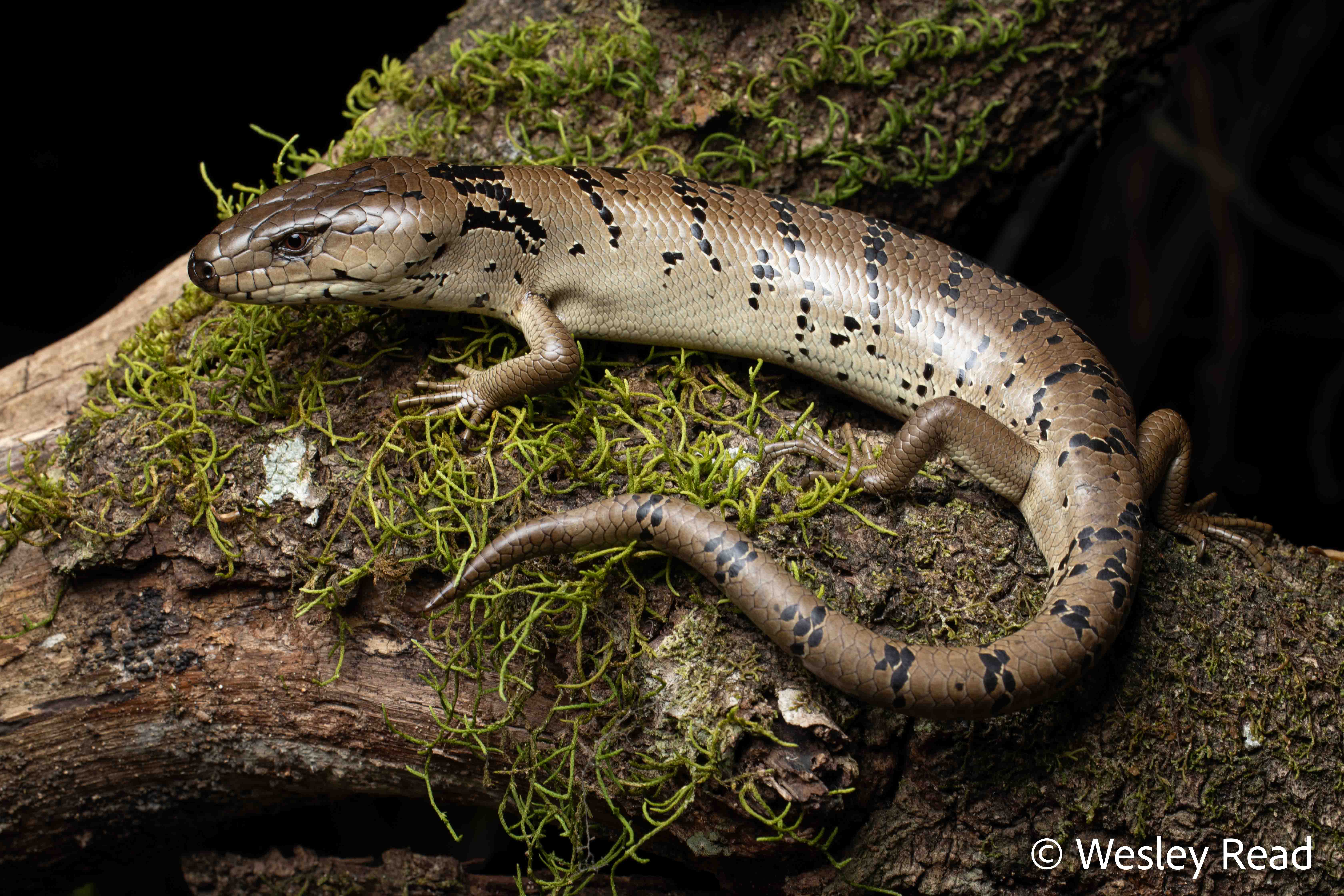 Cyclodomorphus gerrardii
