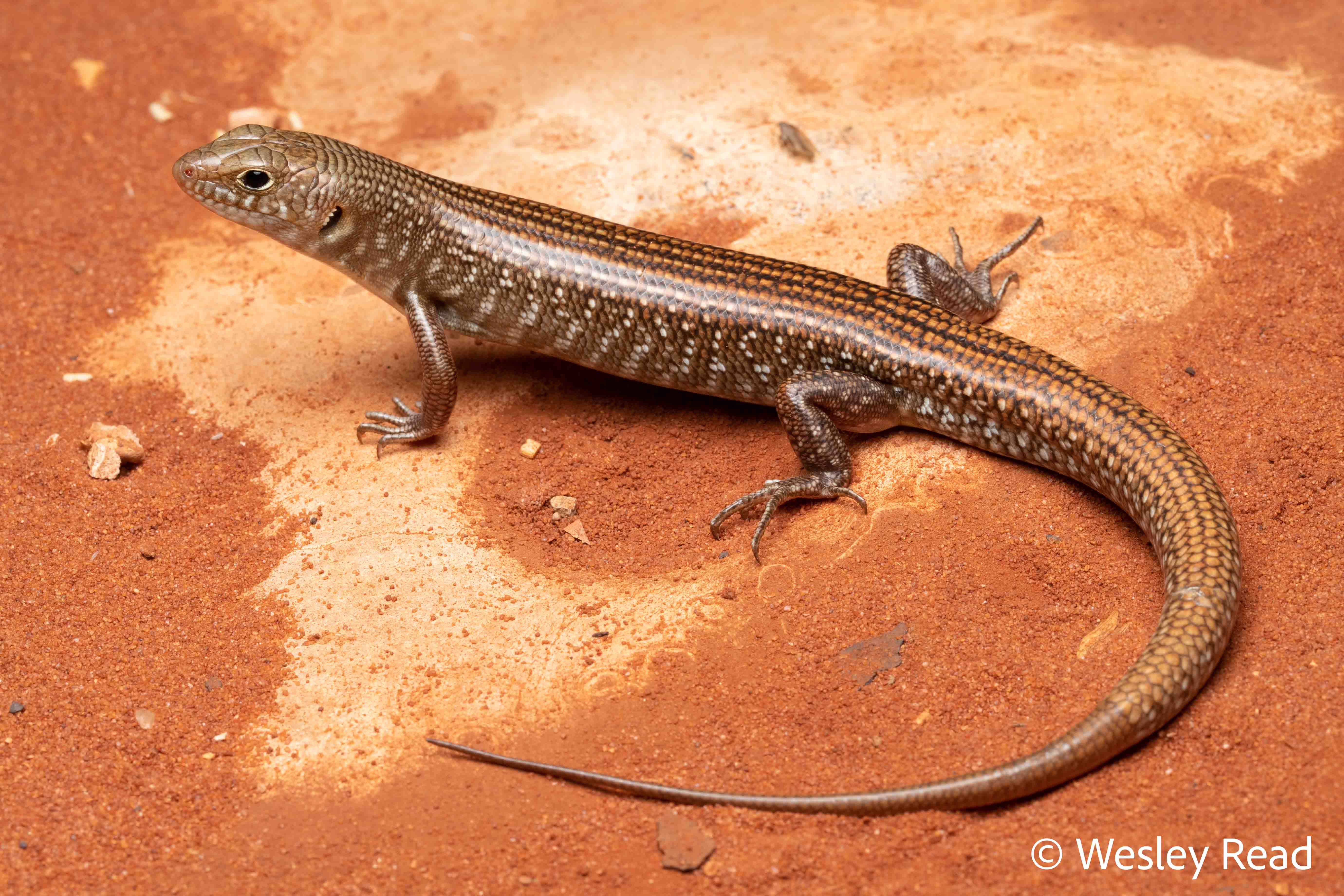 Ctenotus grandis