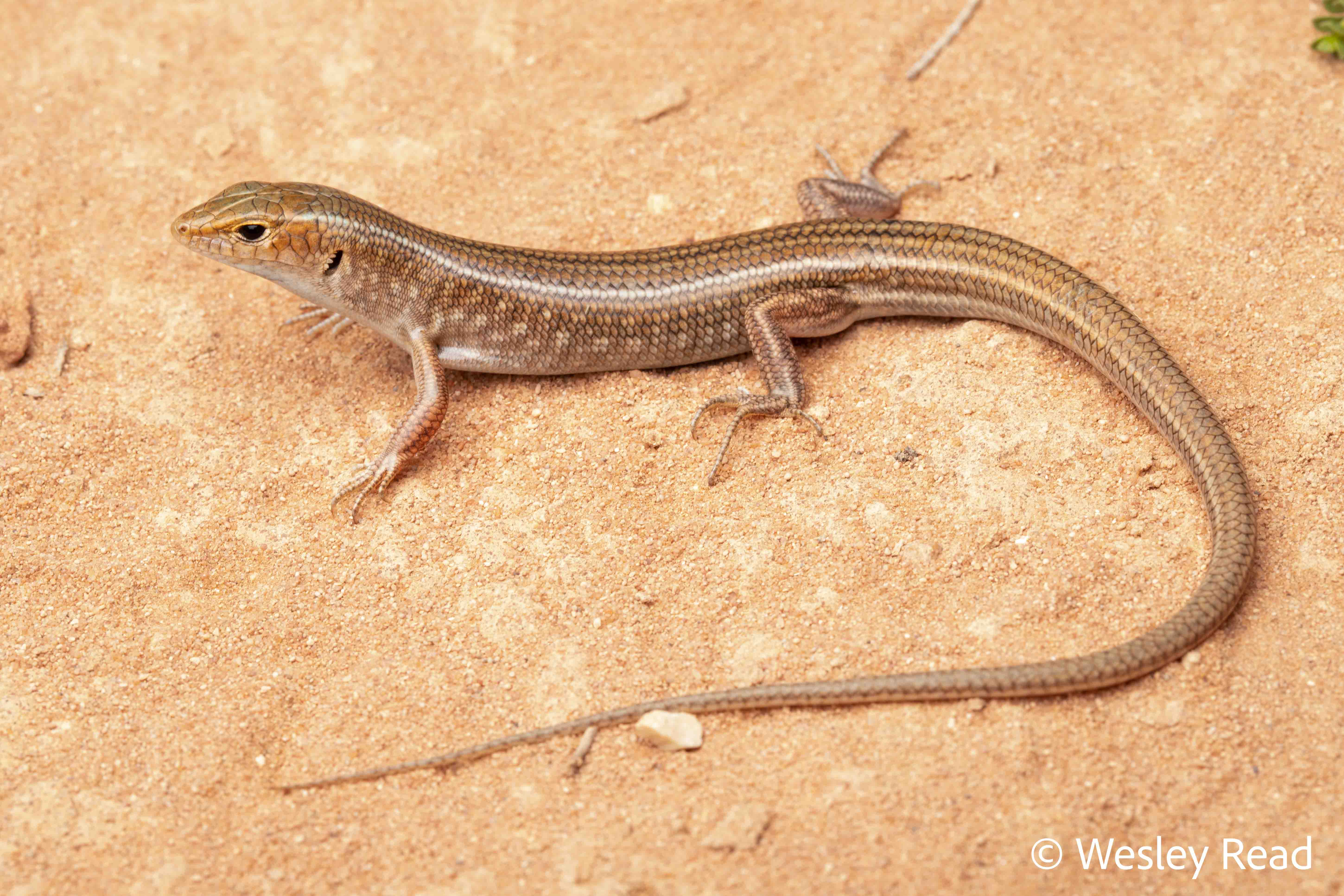 Ctenotus hanloni