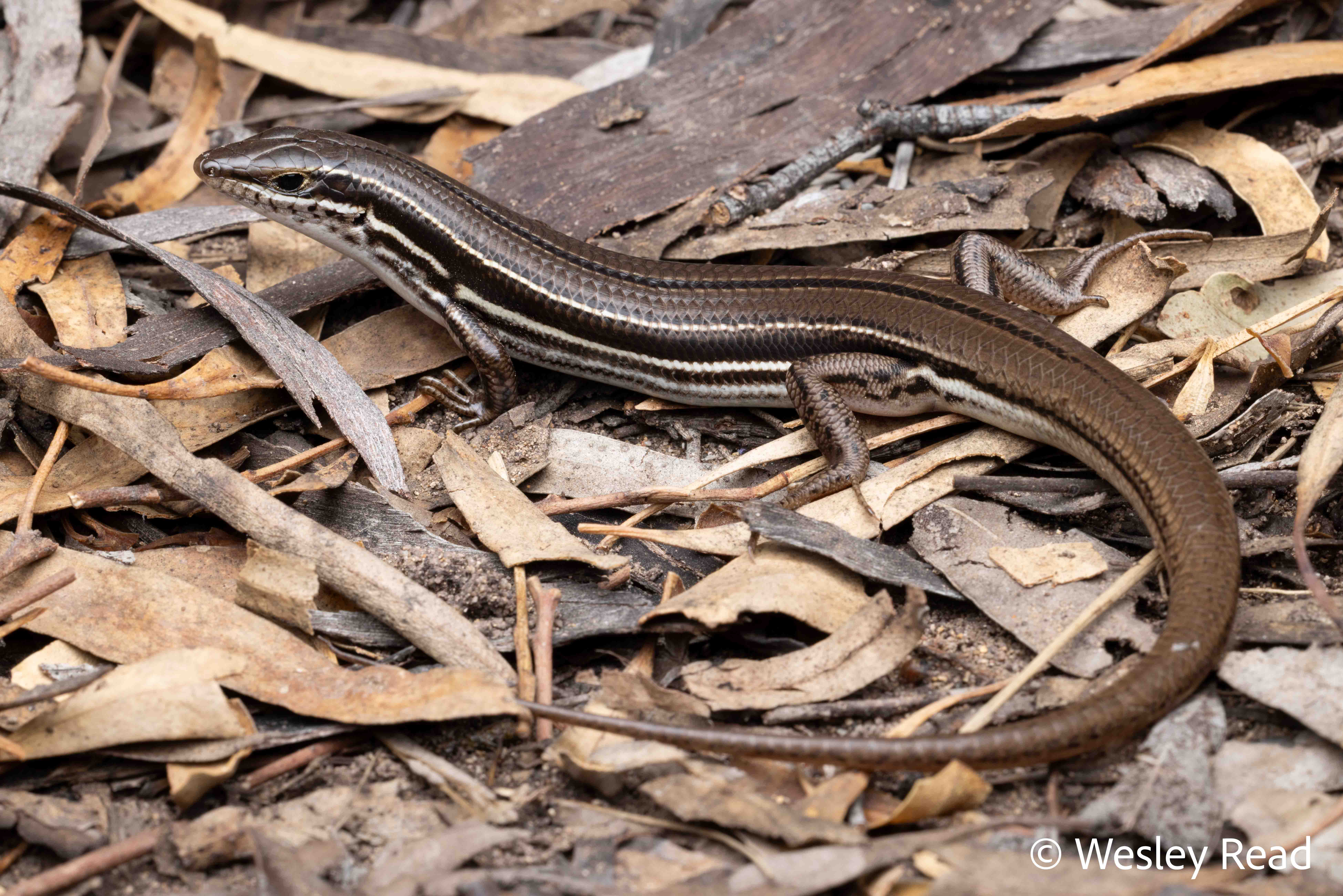 Ctenotus ingrami