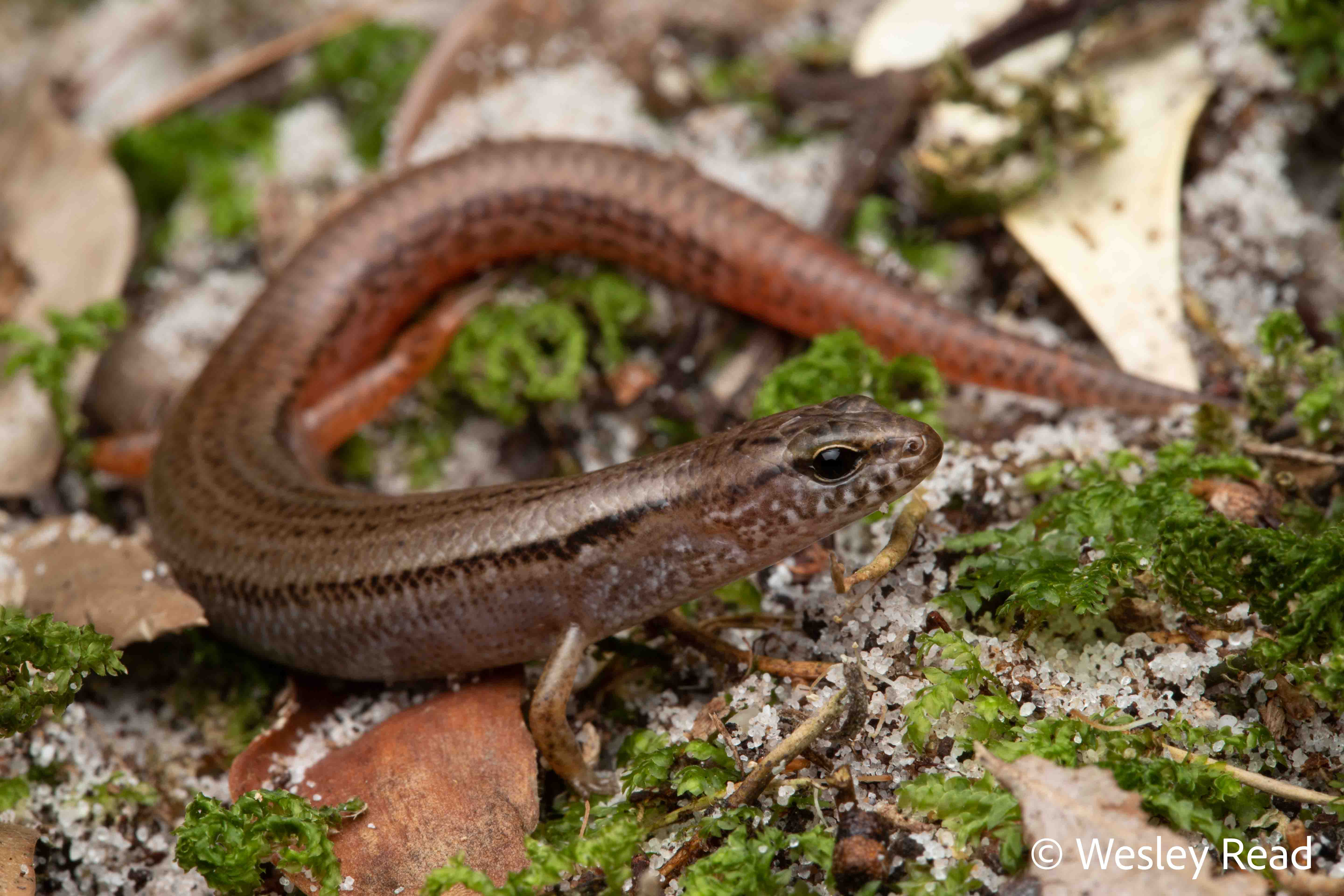 Calyptotis lepidorostrum