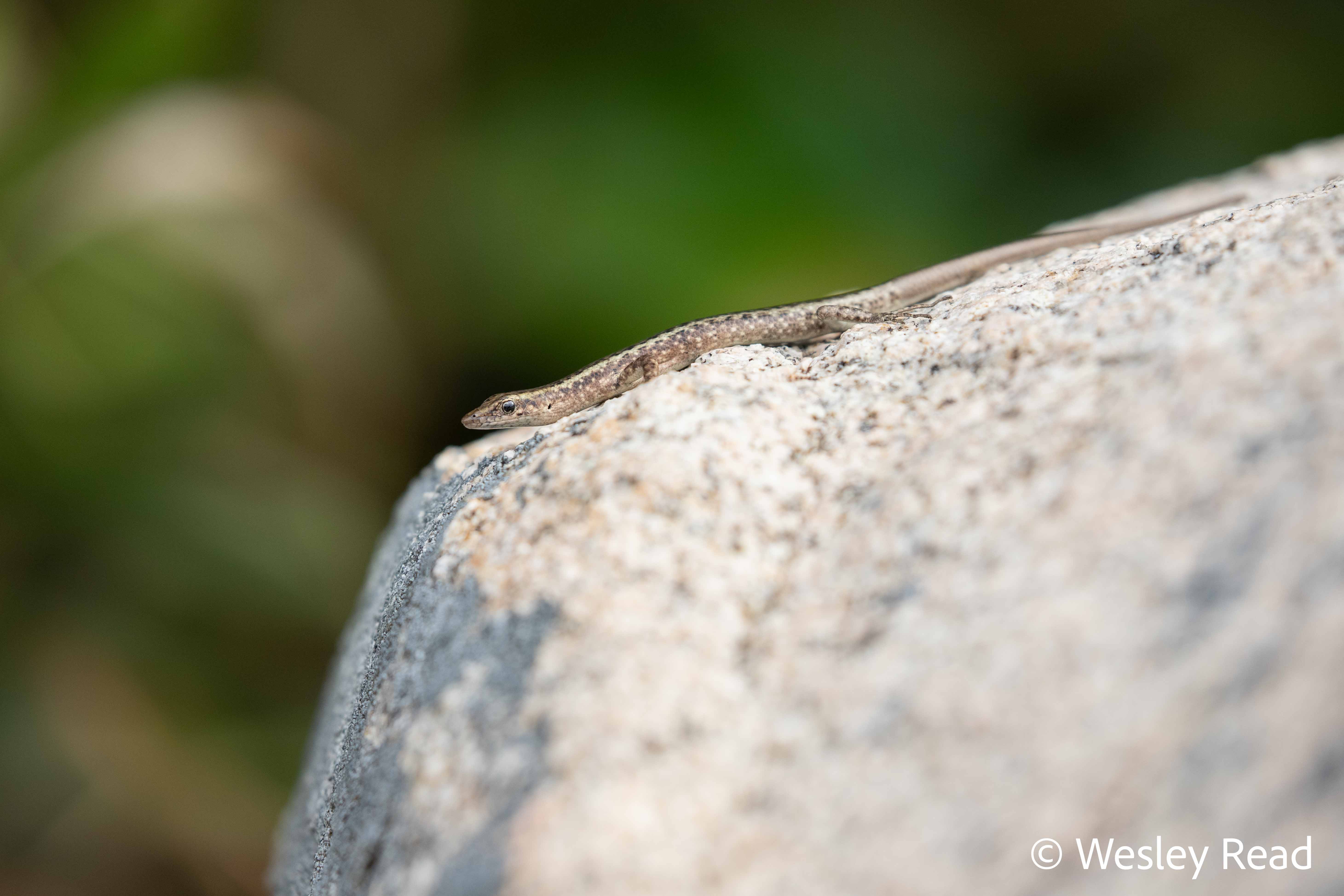 Cryptoblepharus litoralis