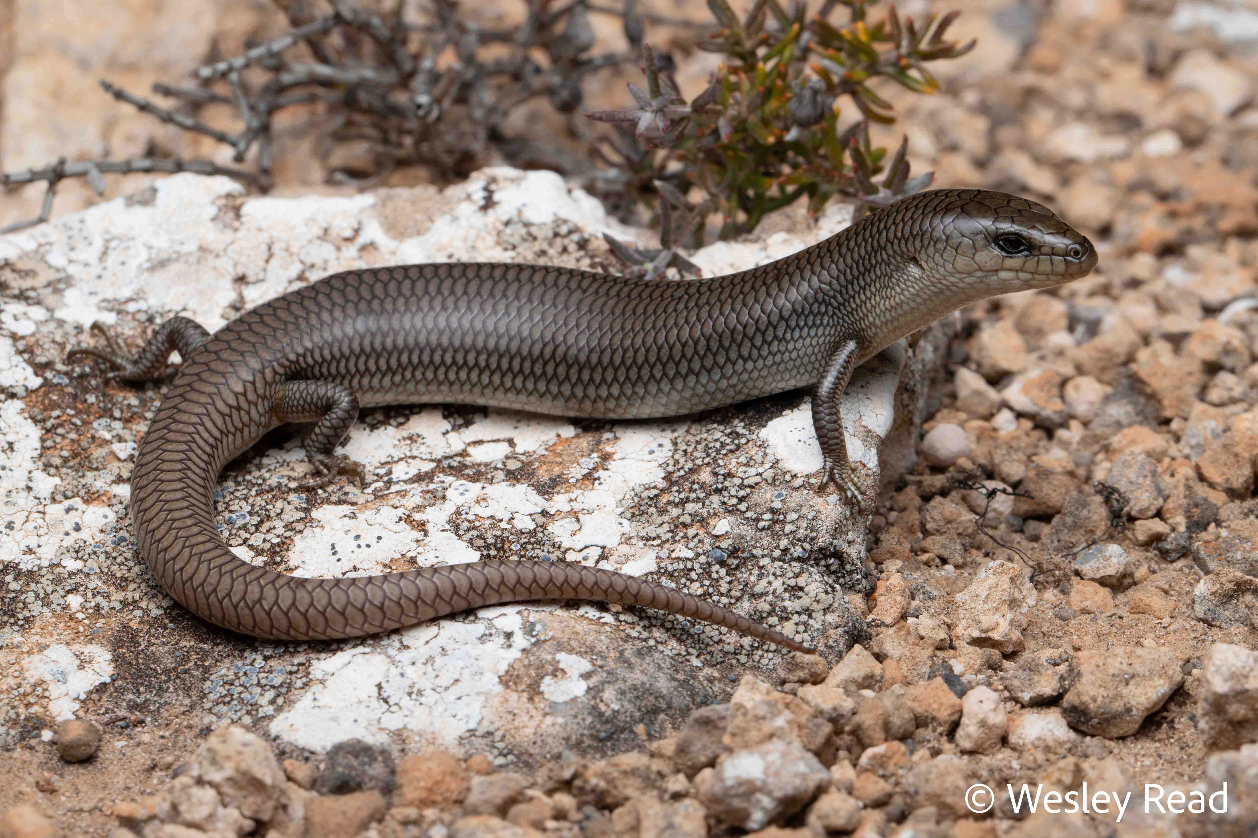 Cyclodomorphus melanops