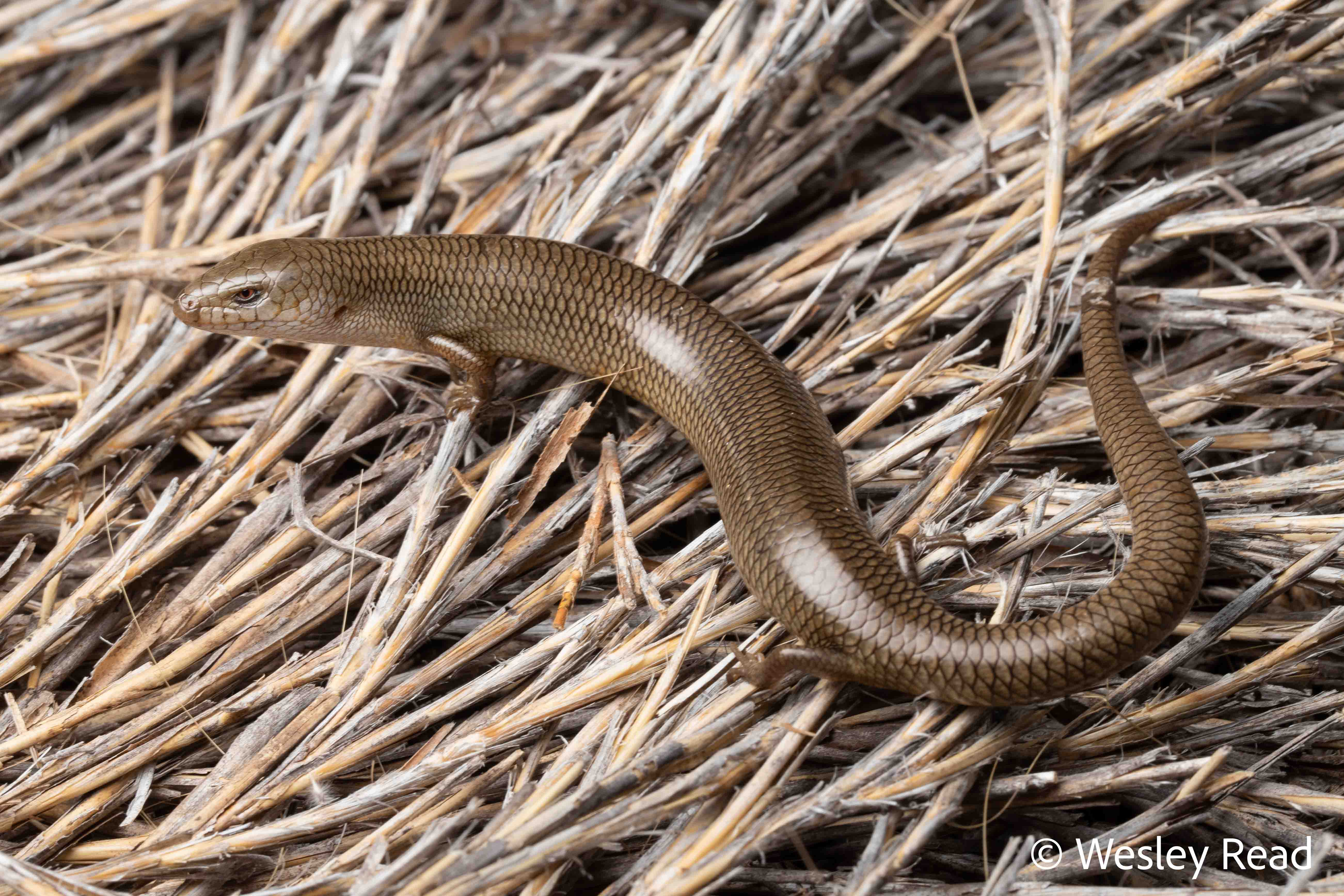 Cyclodomorphus melanops