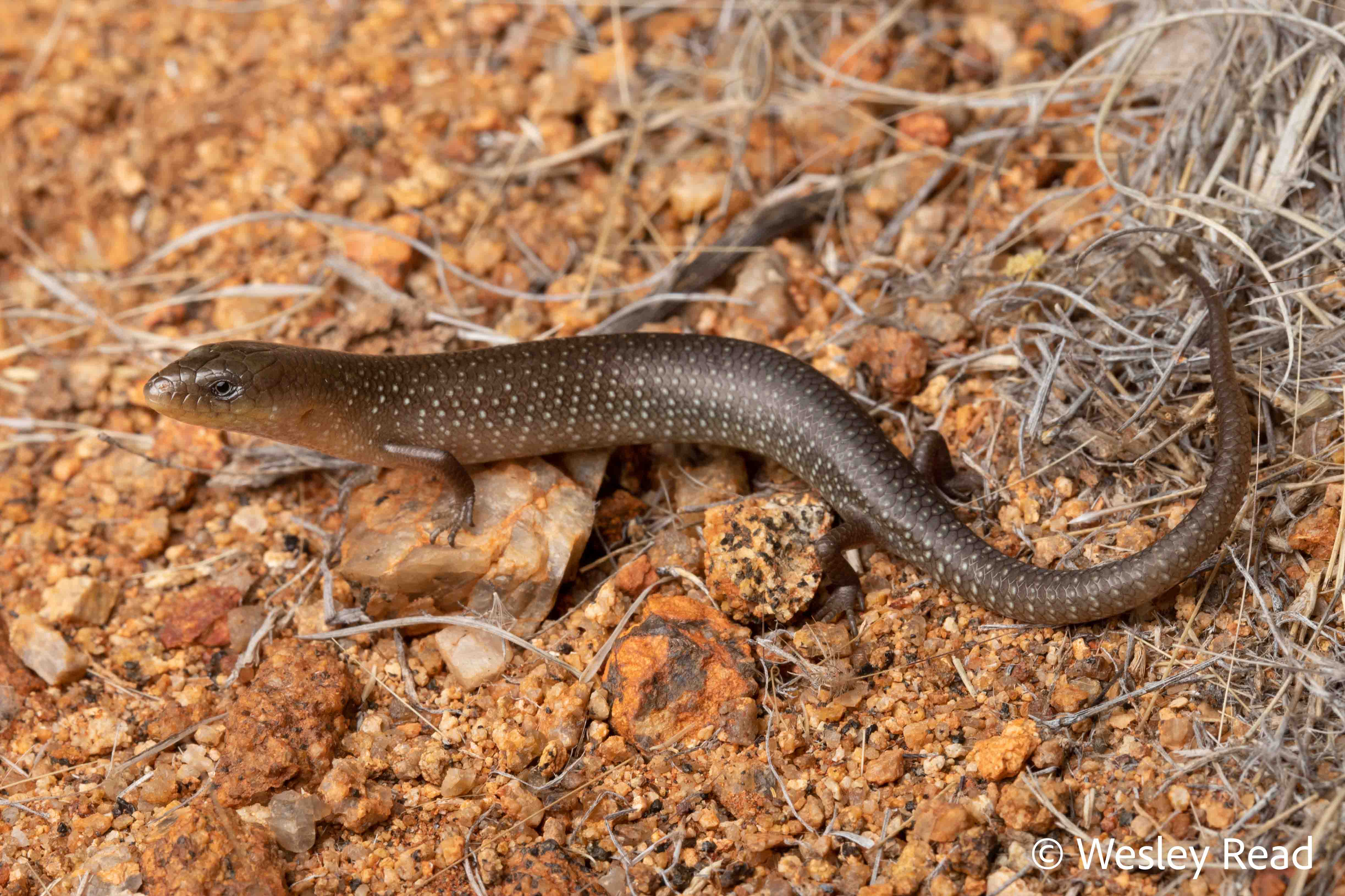 Cyclodomorphus melanops