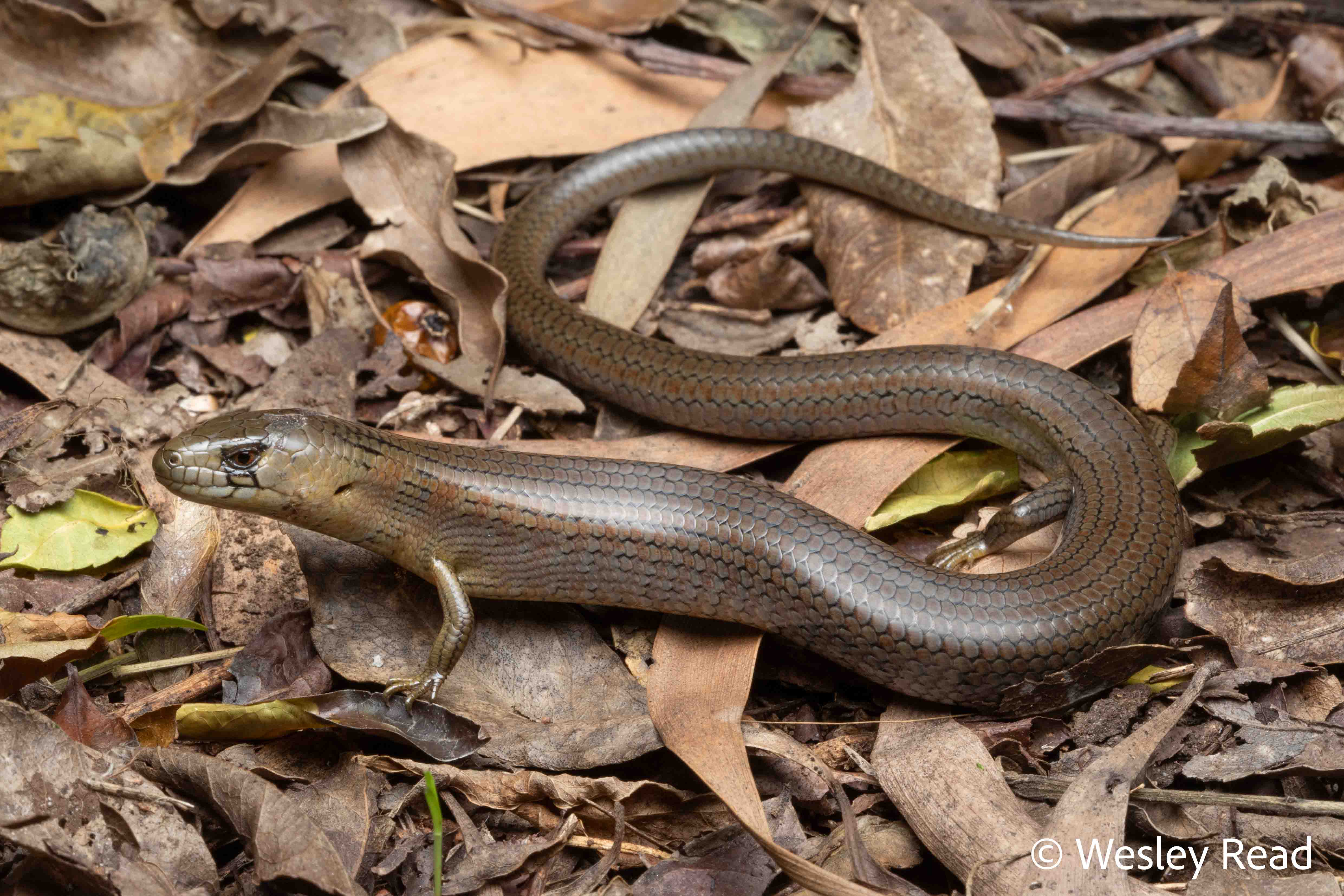 Cyclodomorphus michaeli