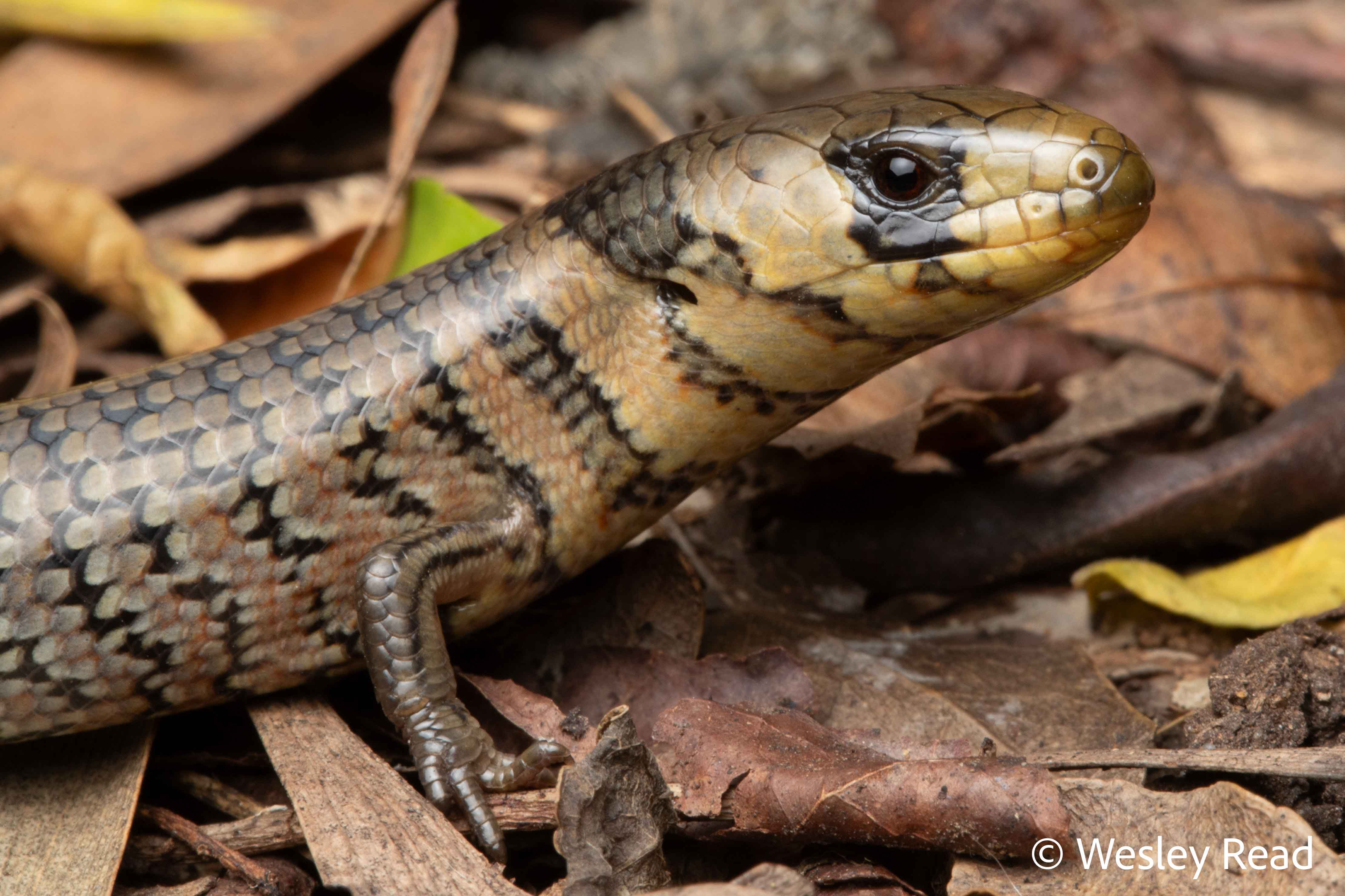 Cyclodomorphus michaeli