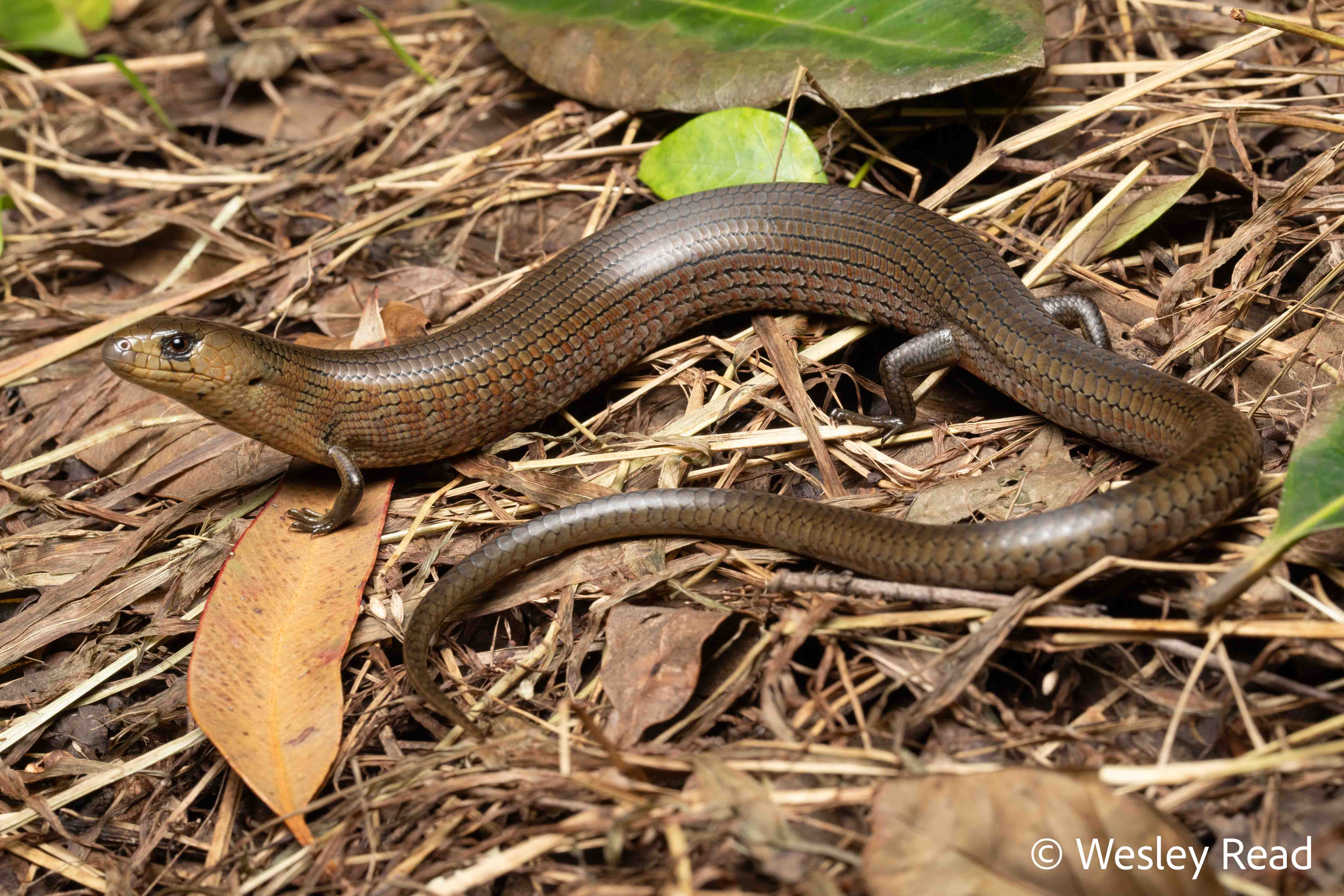 Cyclodomorphus michaeli
