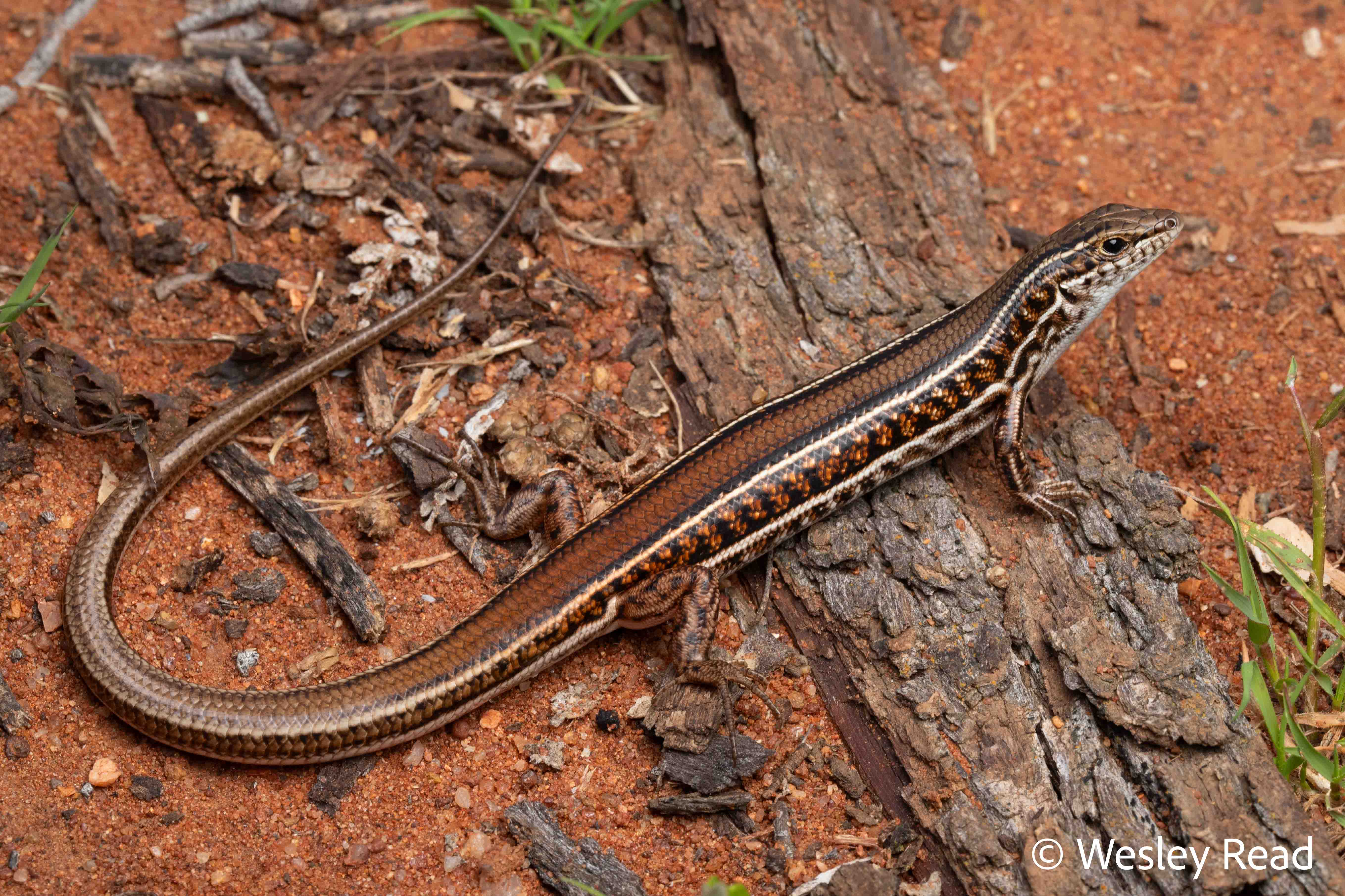 Ctenotus mimetes