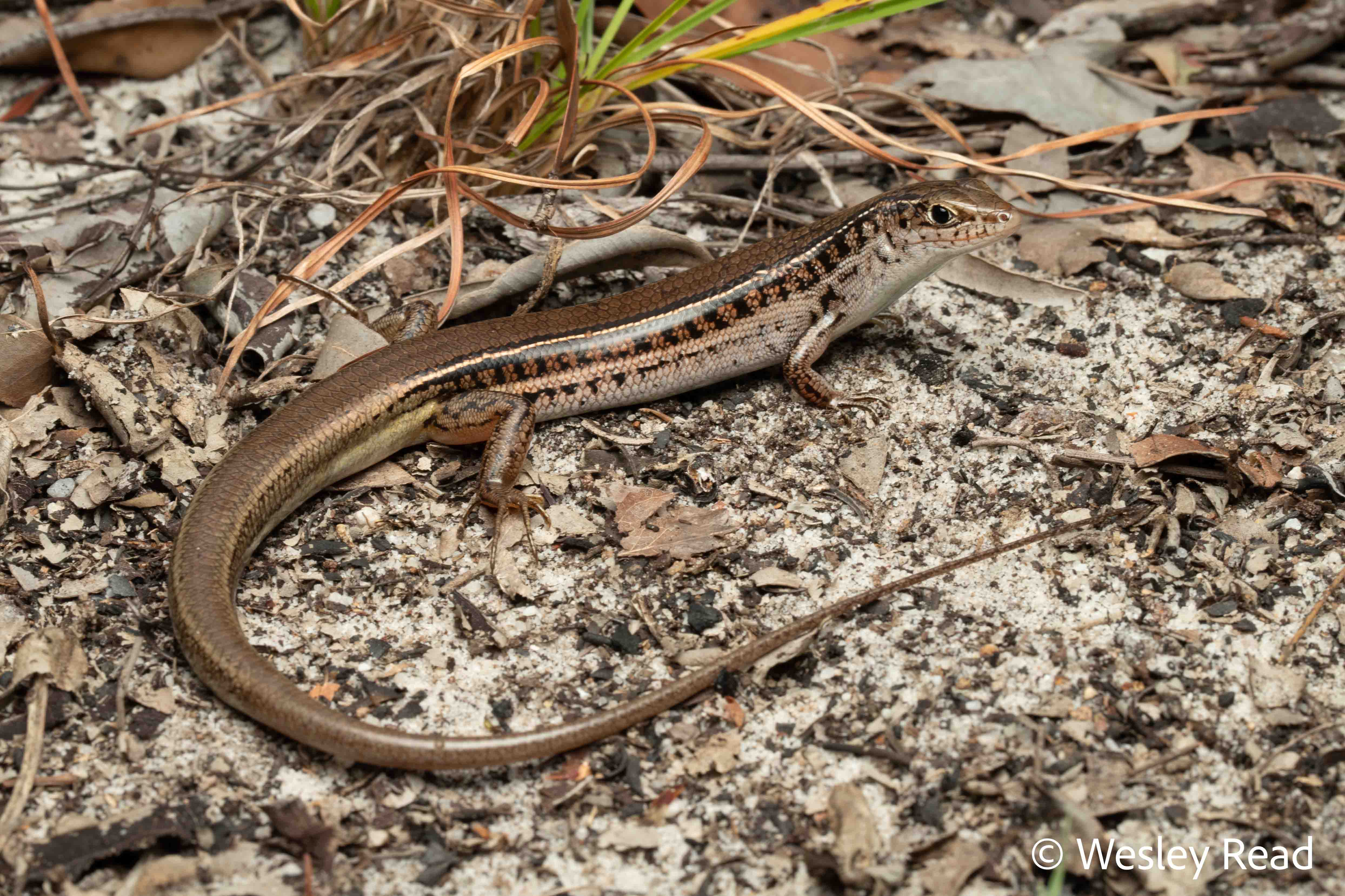 Ctenotus nullum