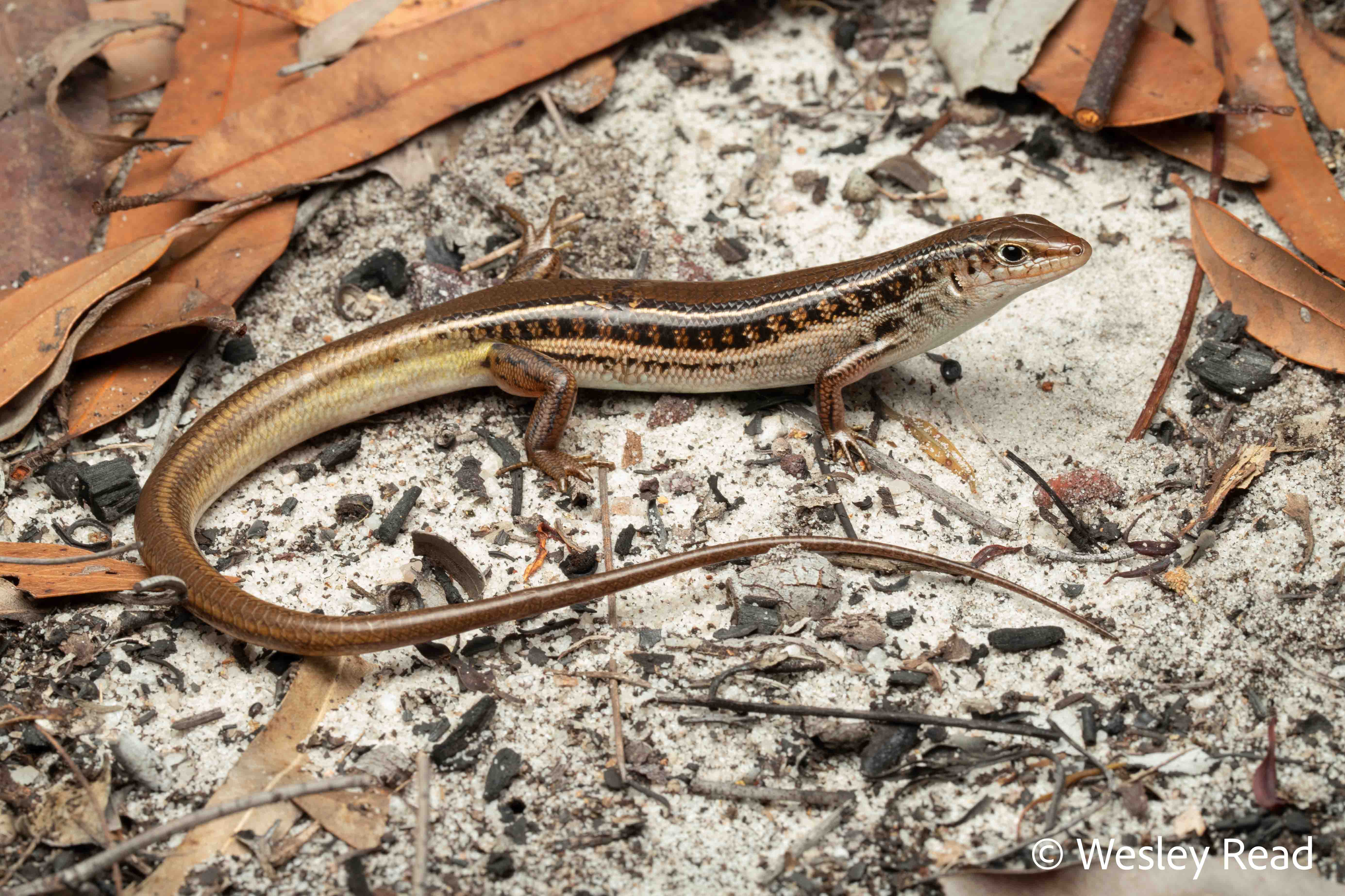 Ctenotus nullum