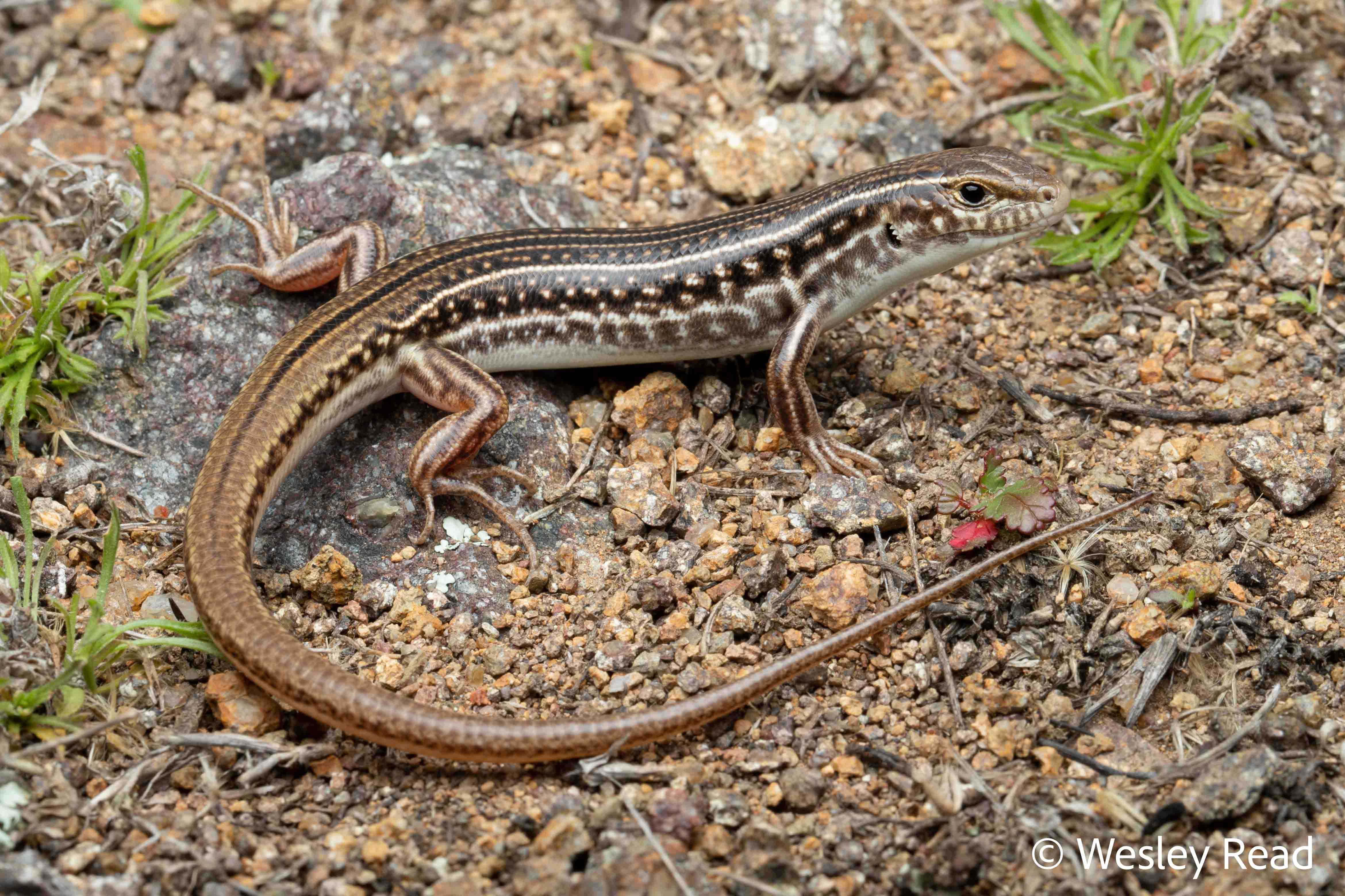 Ctenotus orientalis