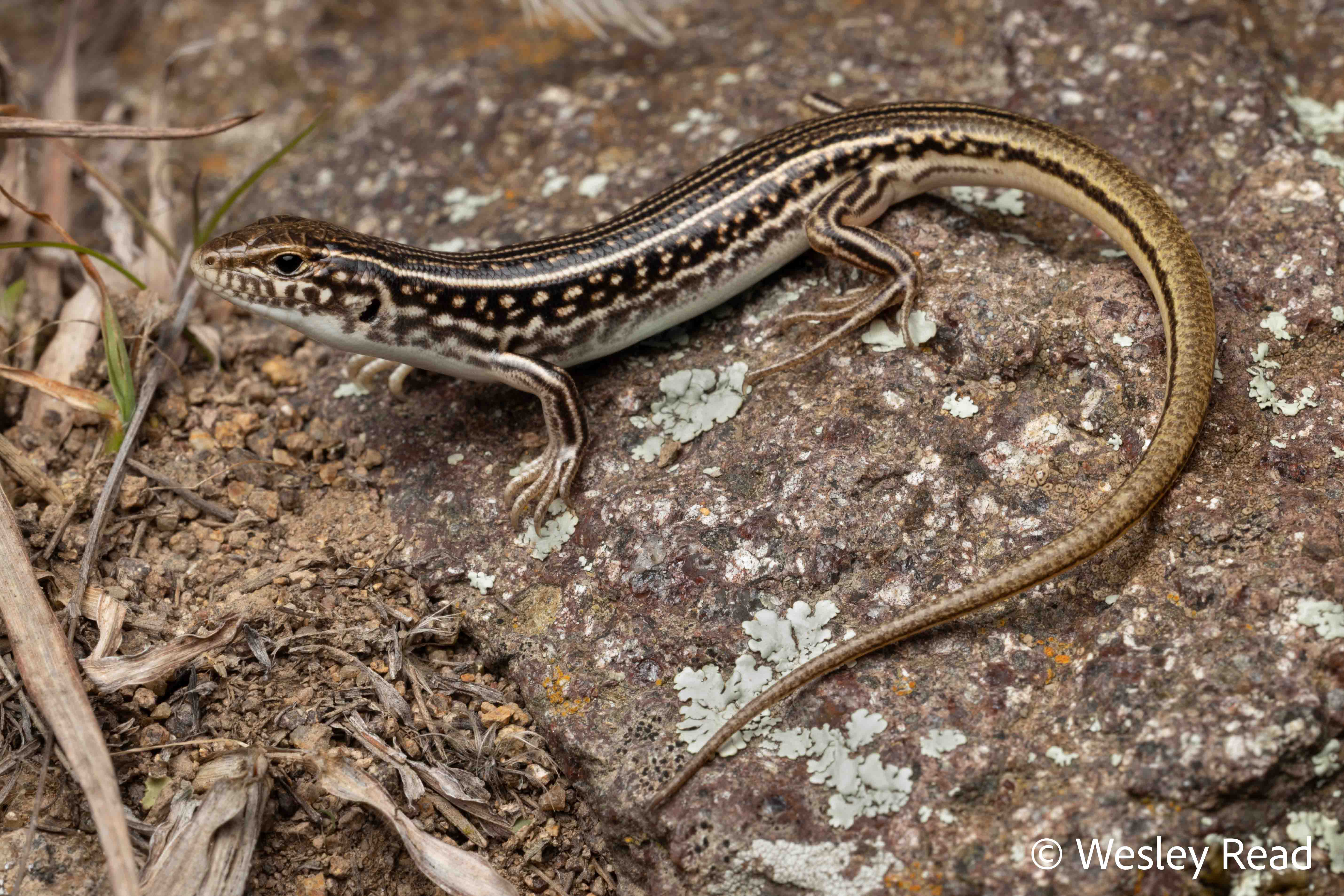 Ctenotus orientalis