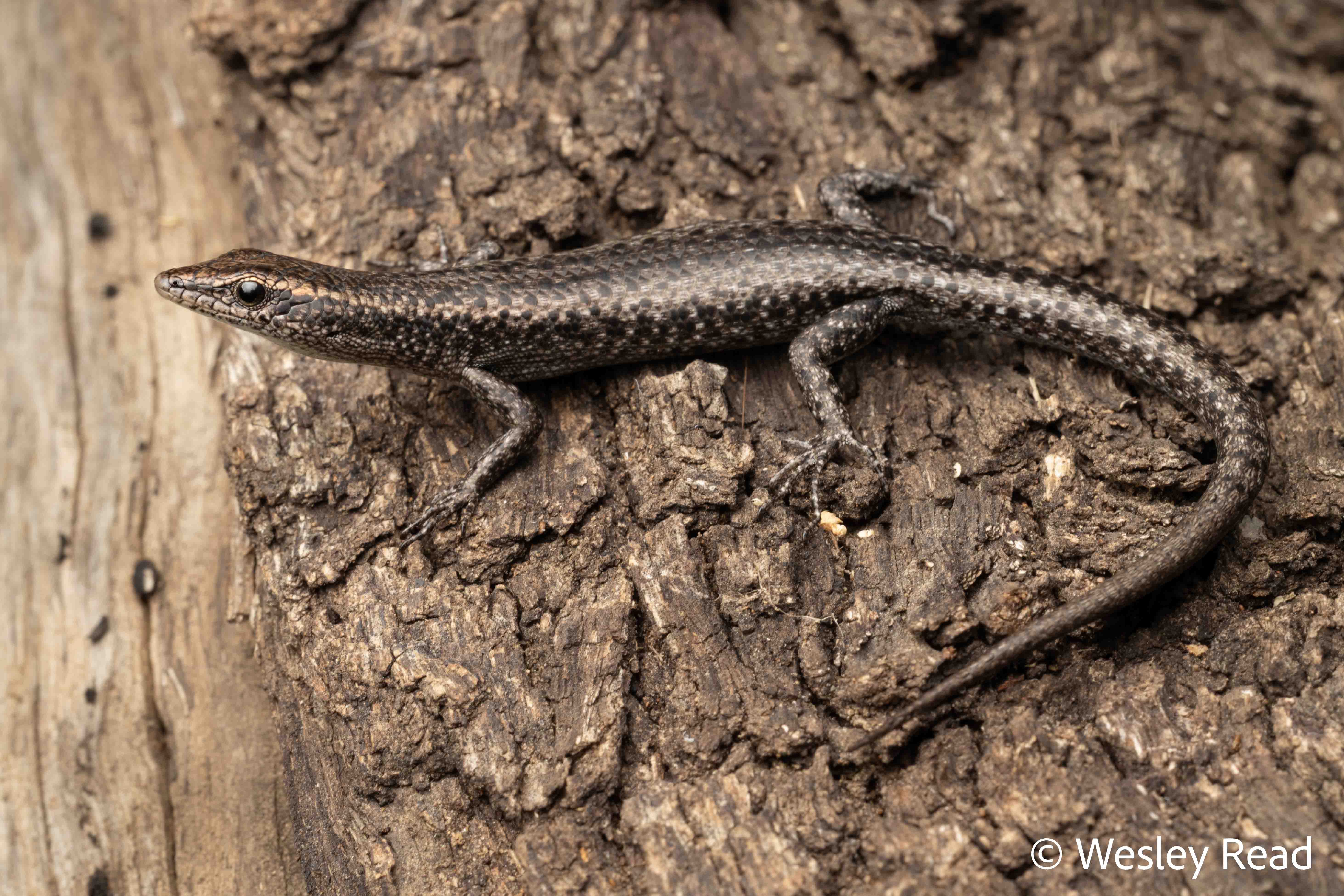 Cryptoblepharus pannosus