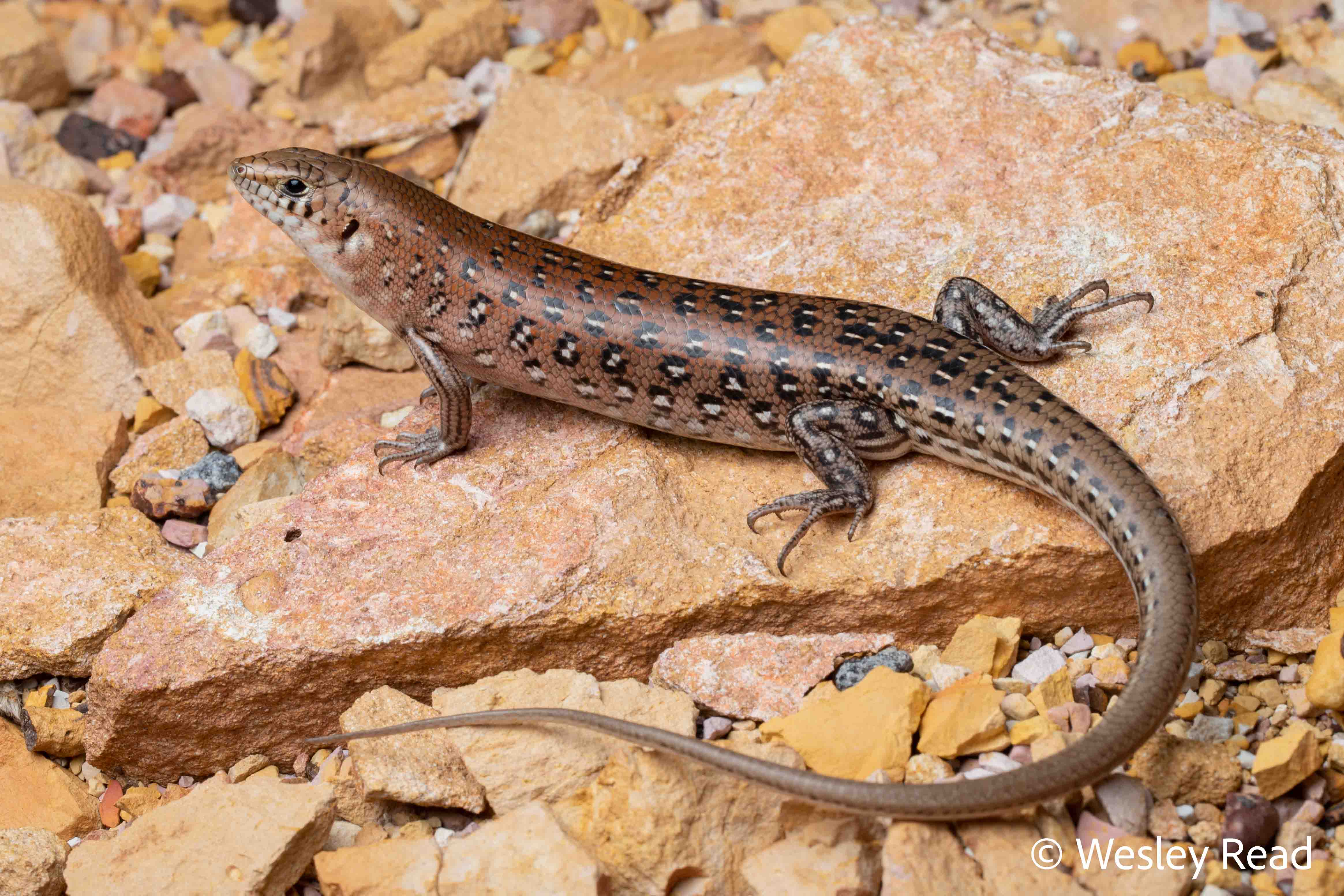 Ctenotus pantherinus