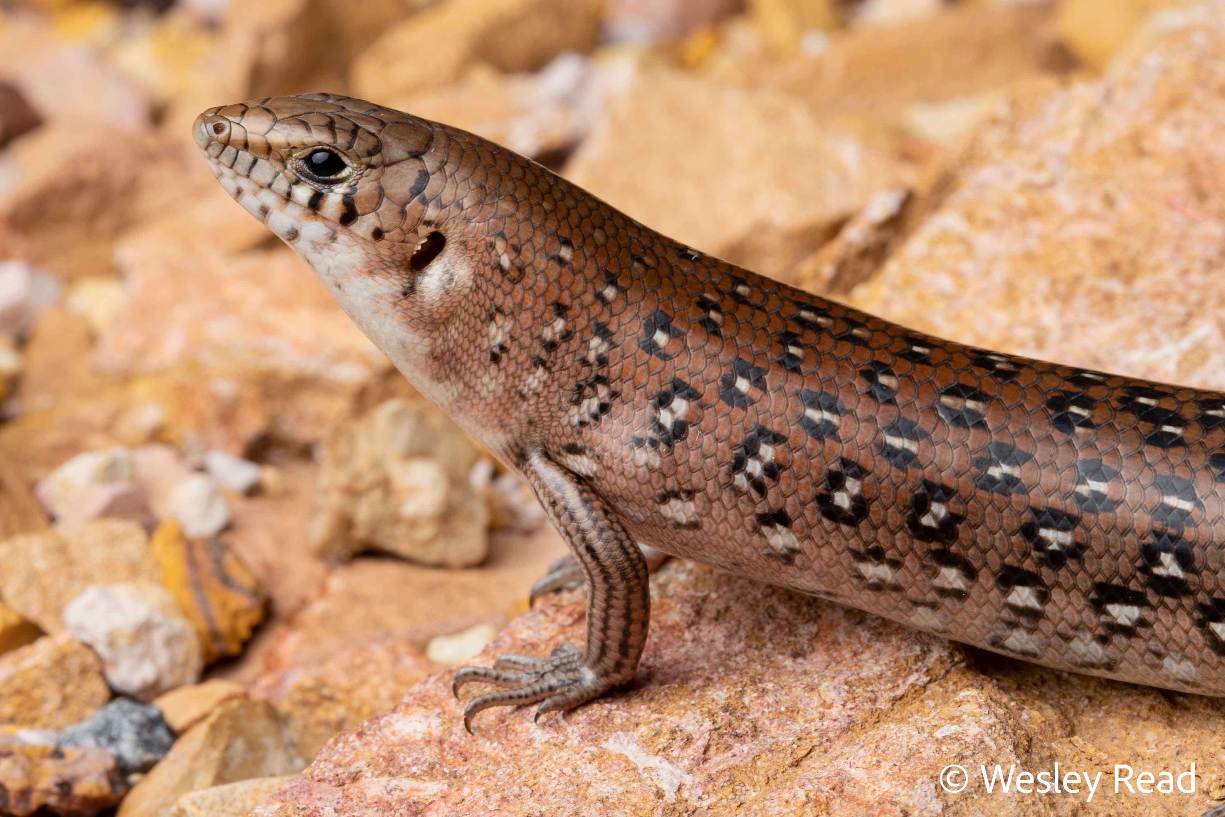 Ctenotus pantherinus
