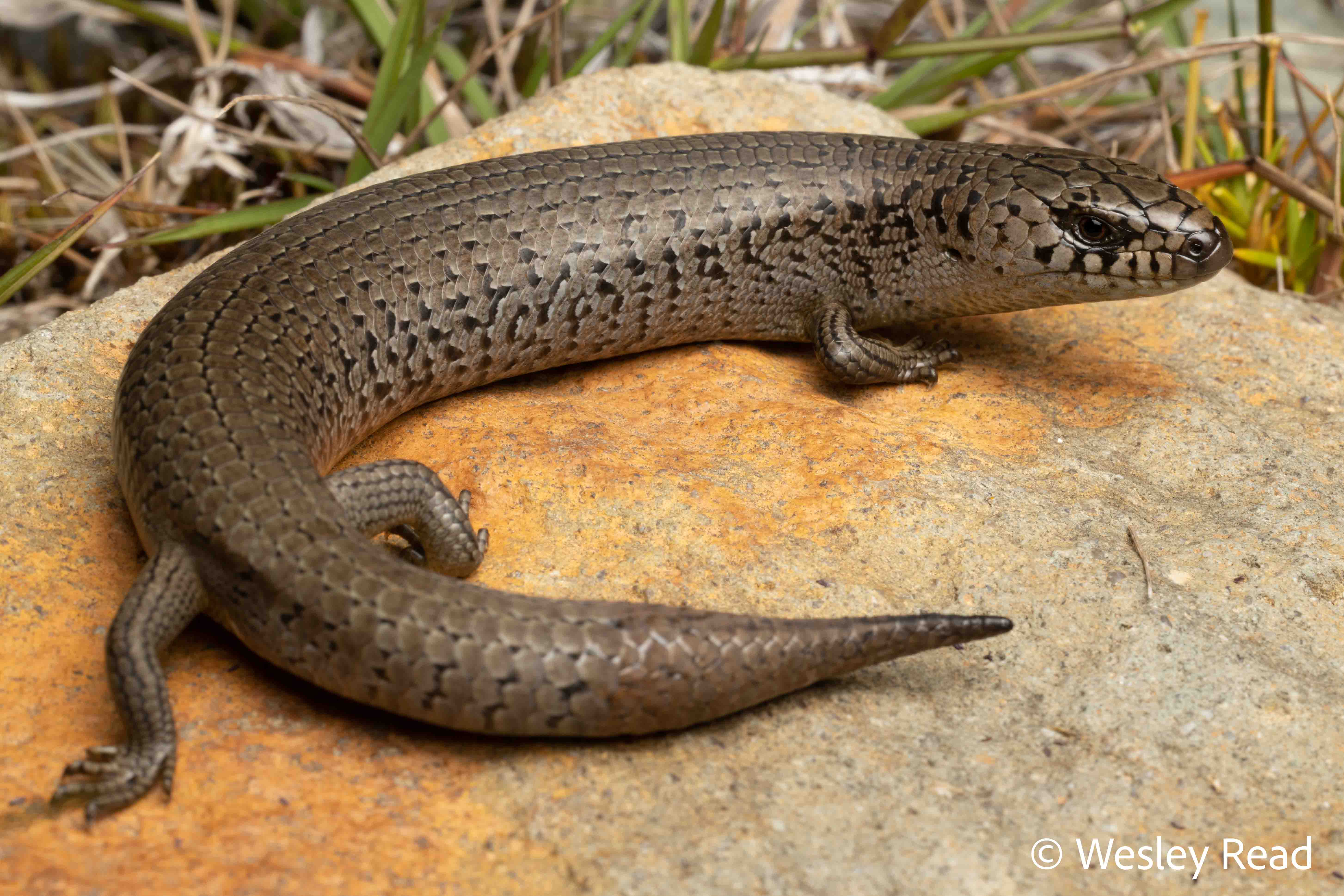 Cyclodomorphus praealtus