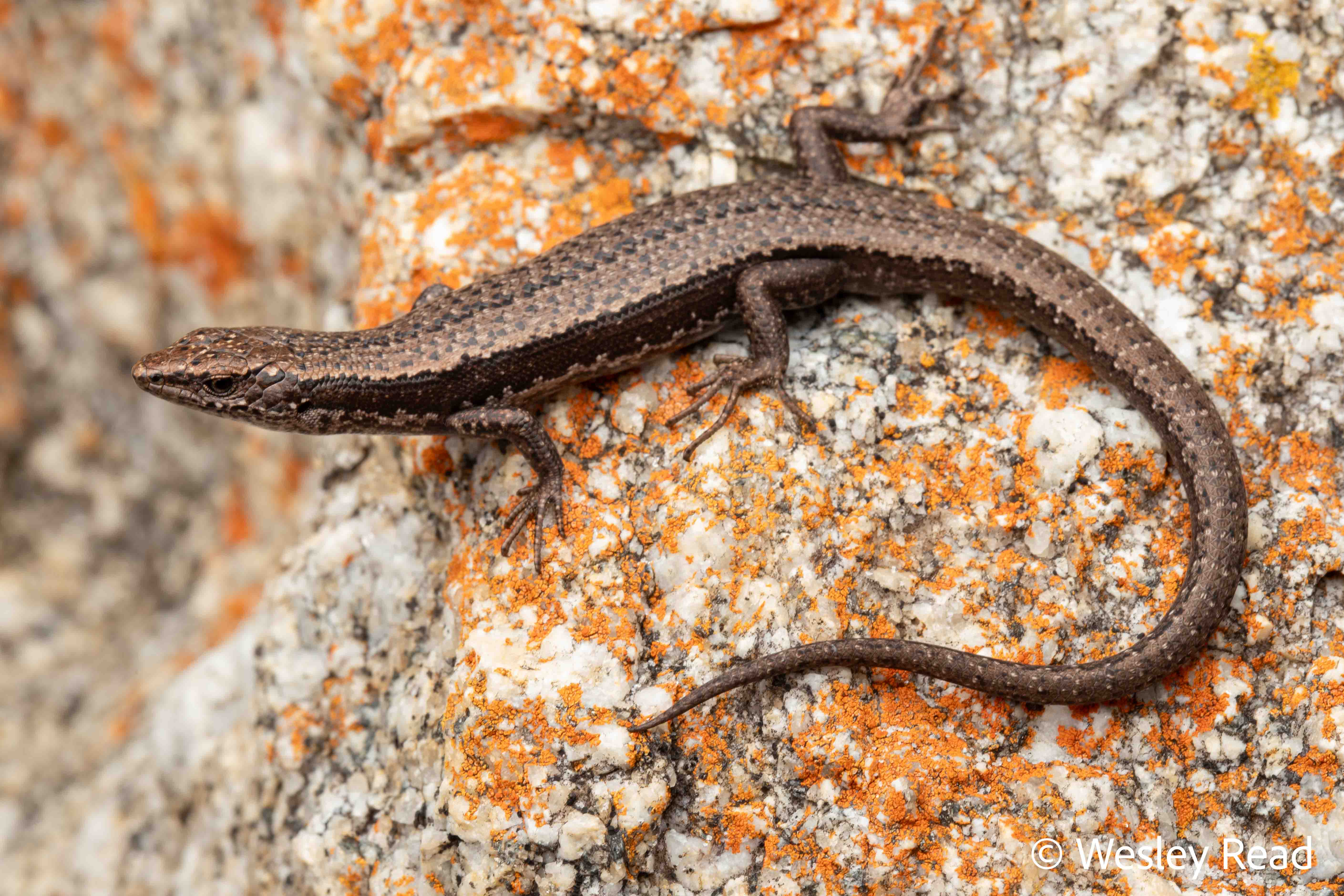 Carinascincus pretiosus