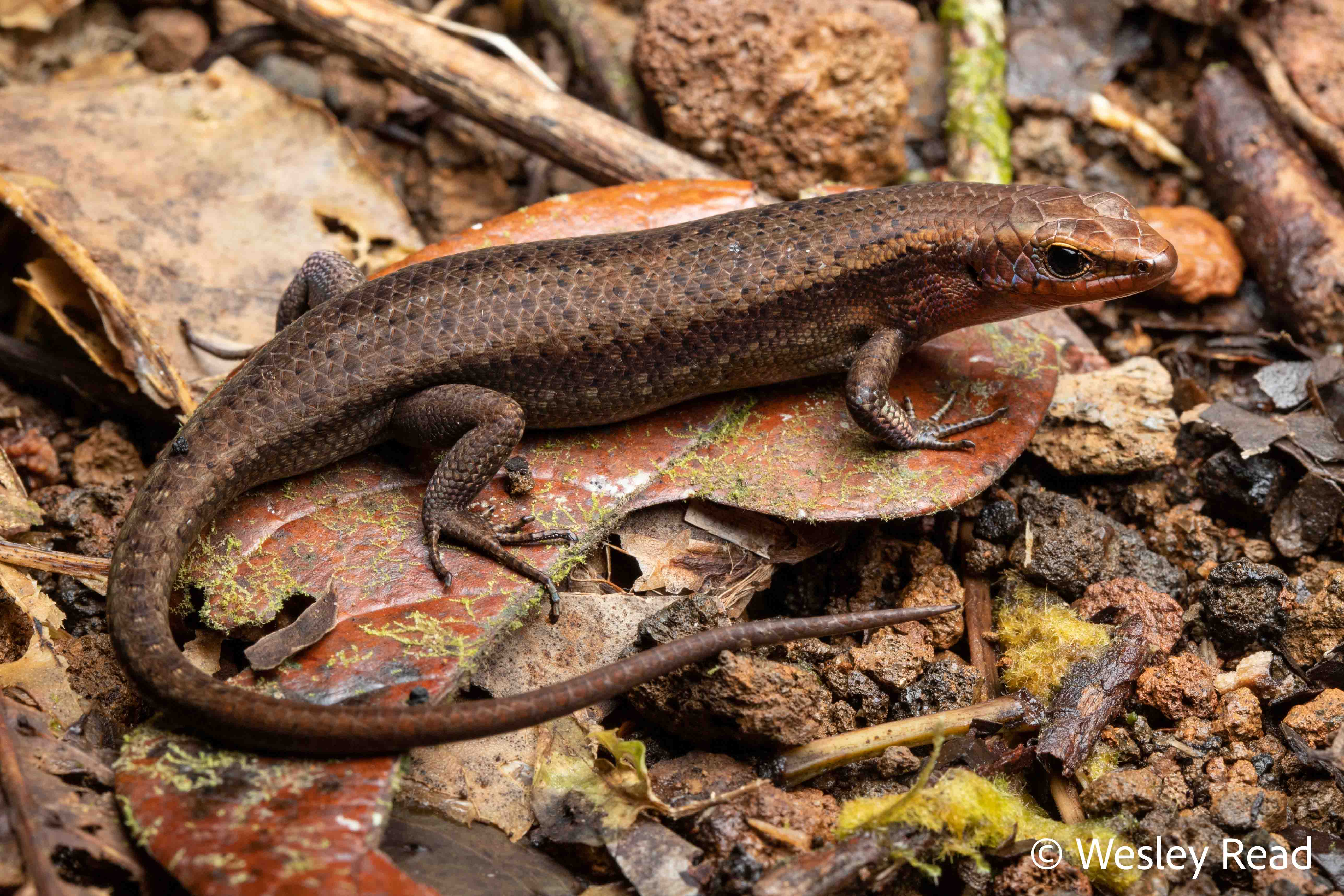 Carlia rubrigularis
