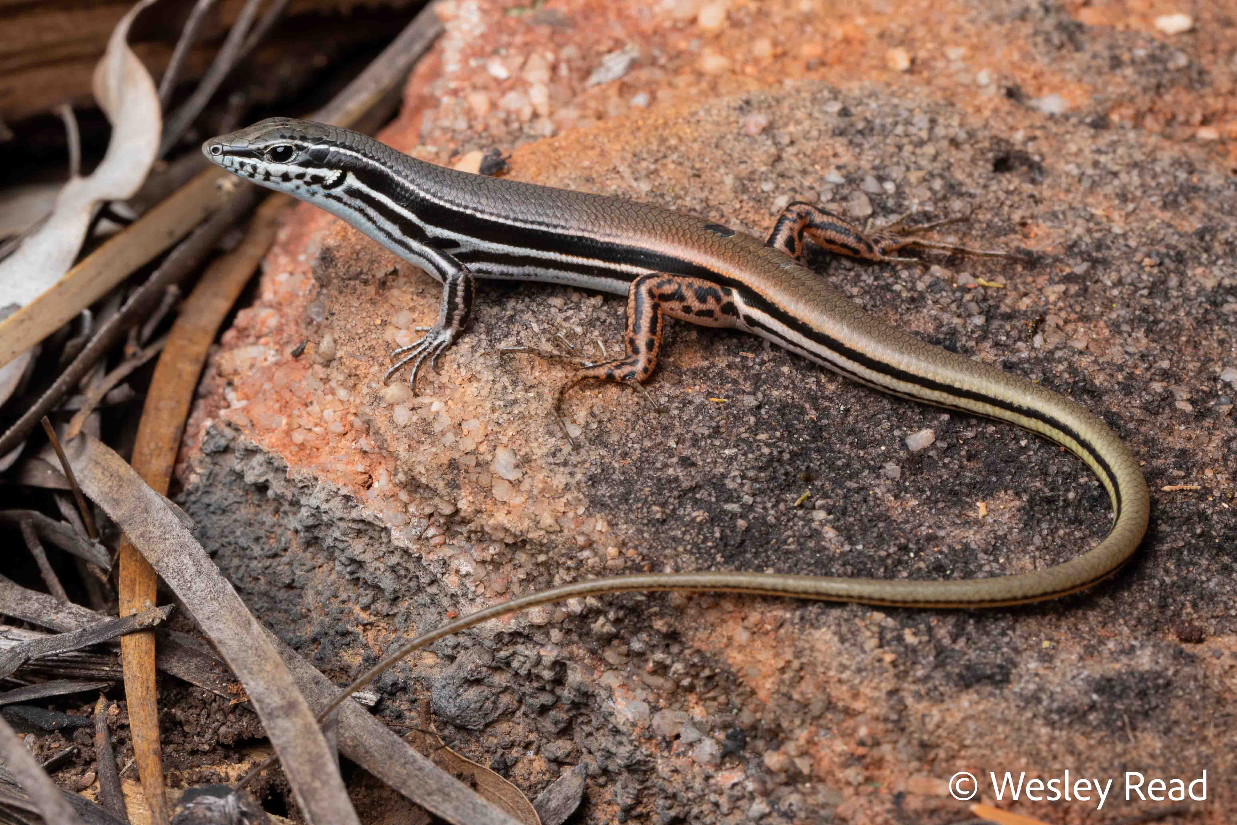 Ctenotus rungulla