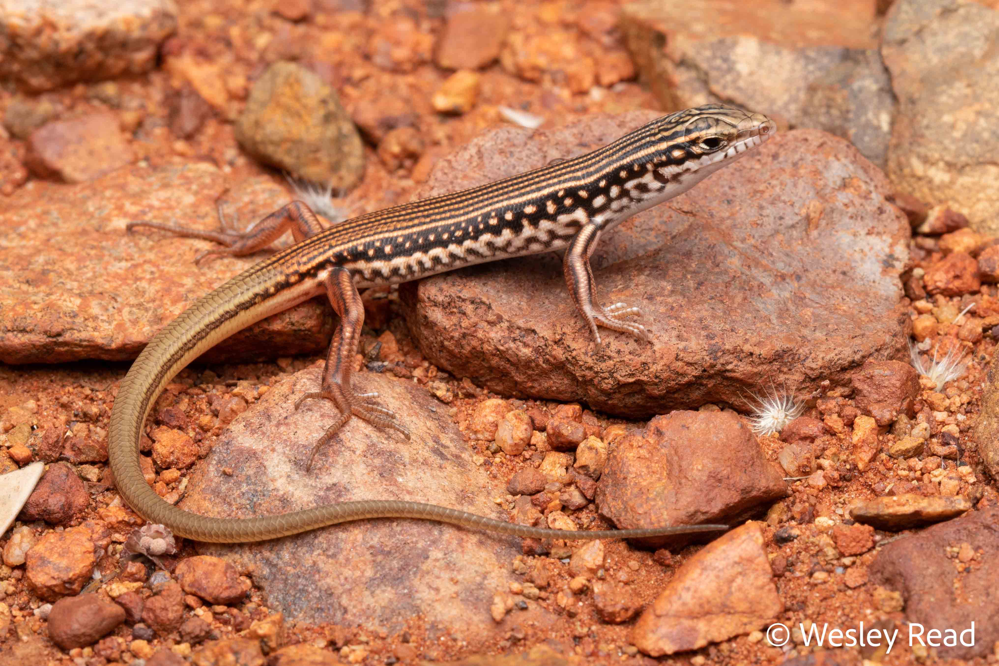 Ctenotus septenarius