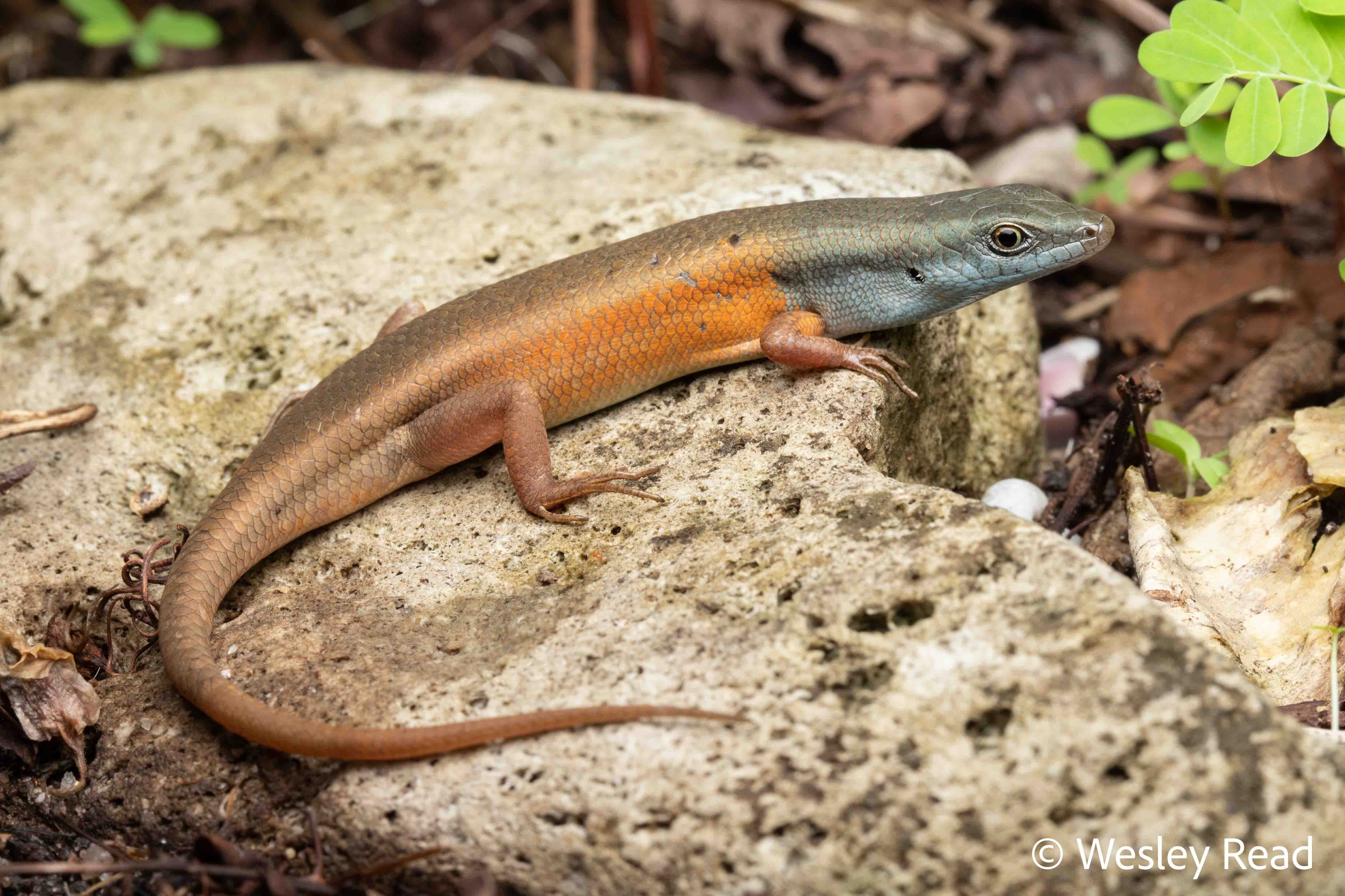 Carlia sexdentata