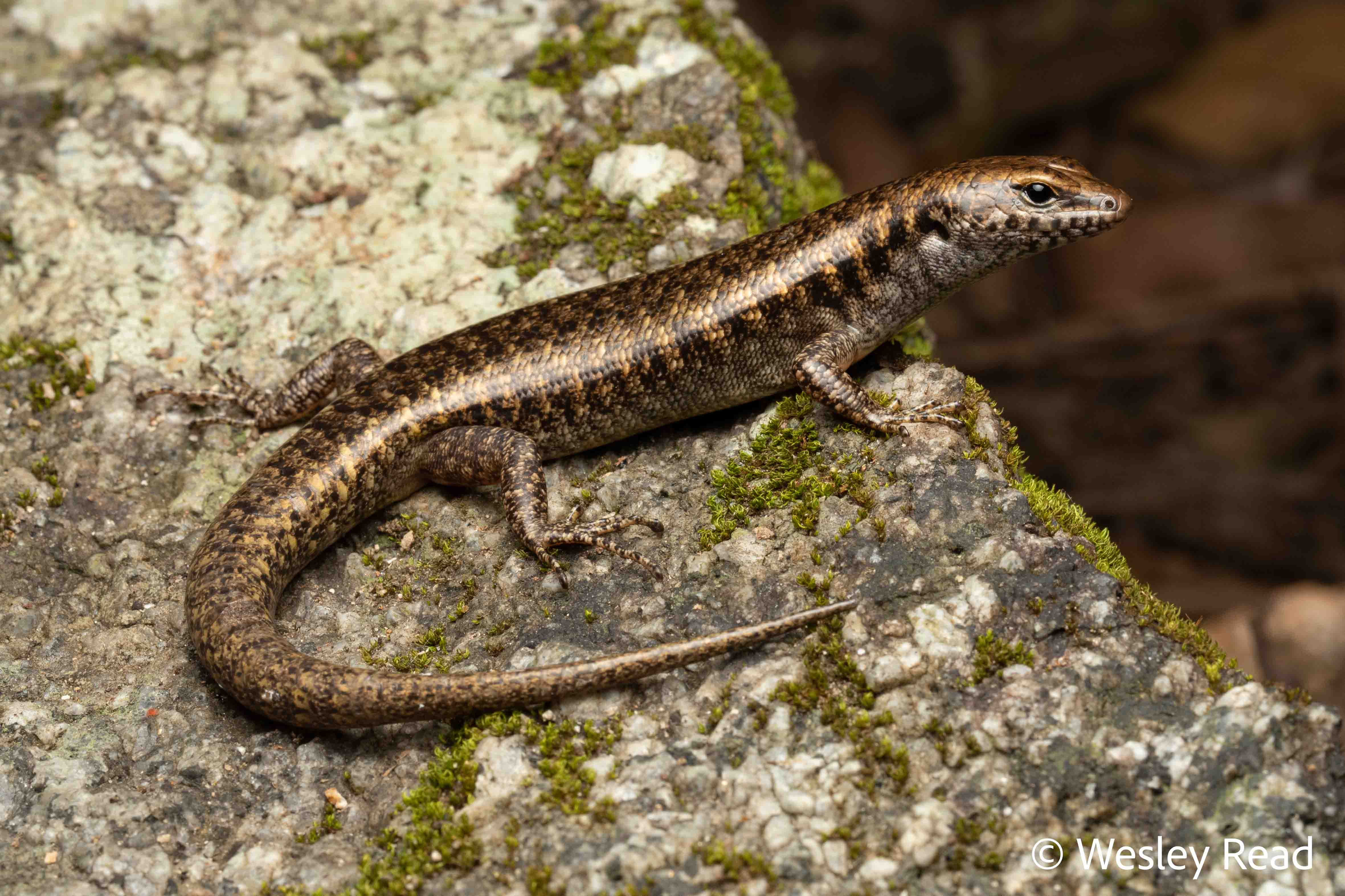Concinnia sokosoma
