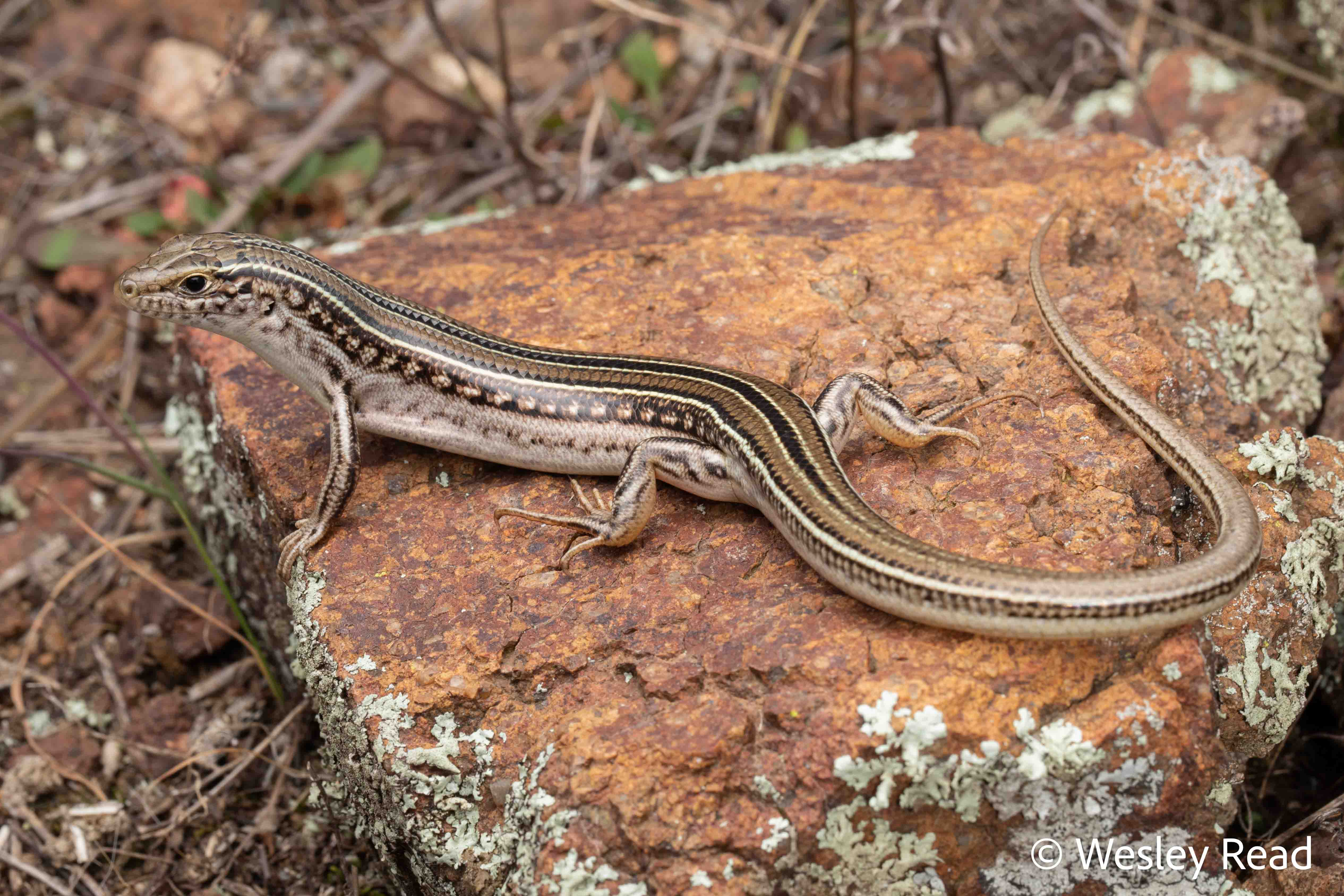 Ctenotus spaldingi