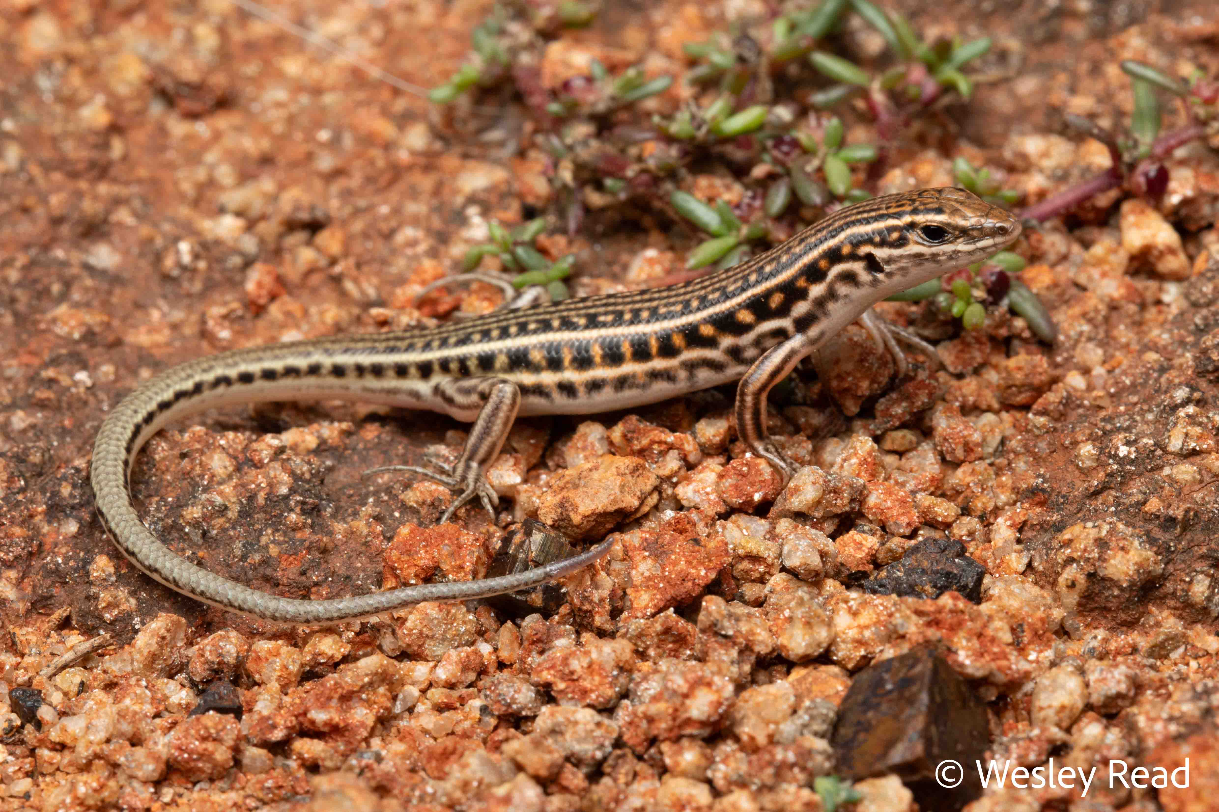 Ctenotus strauchii