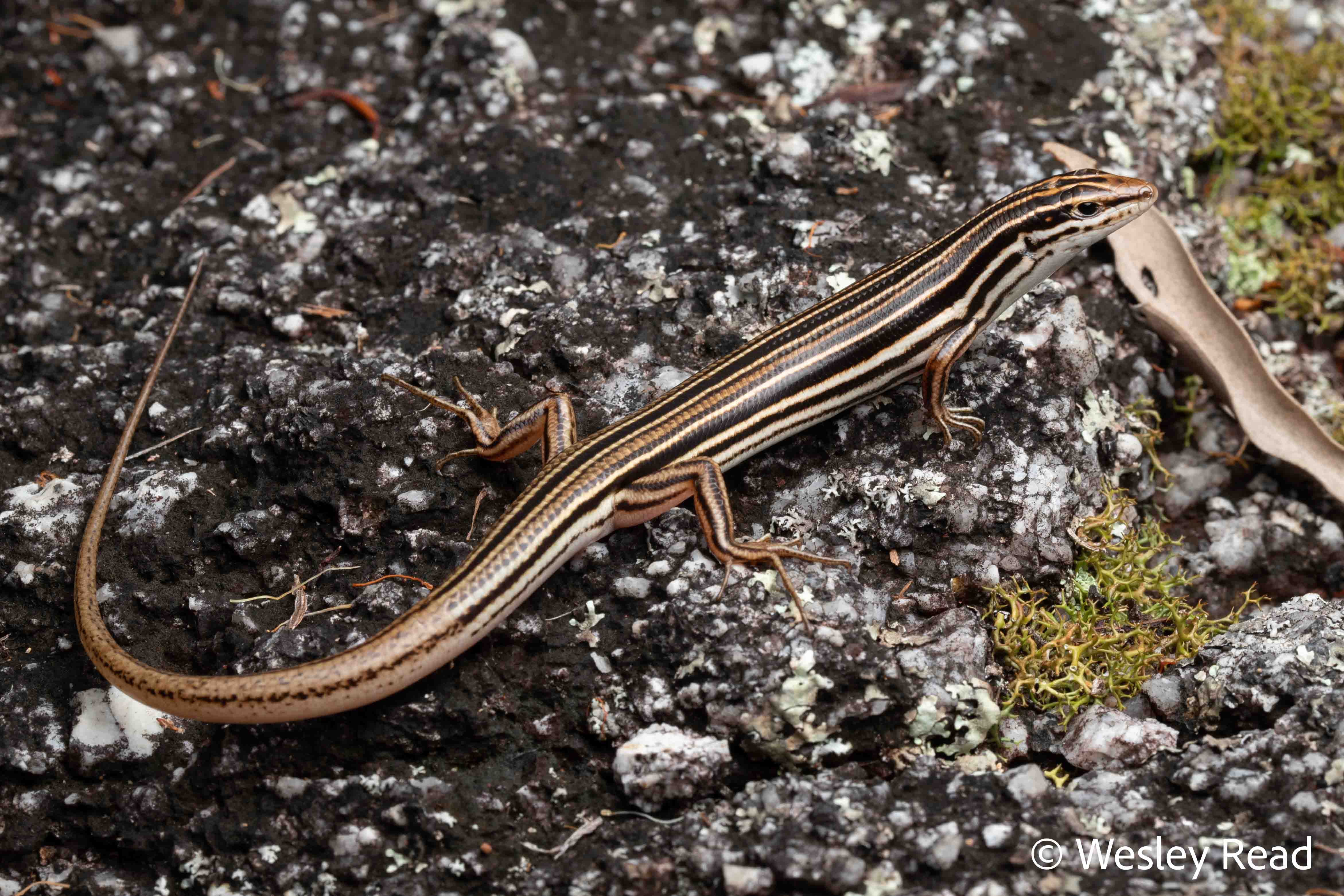Ctenotus taeniolatus