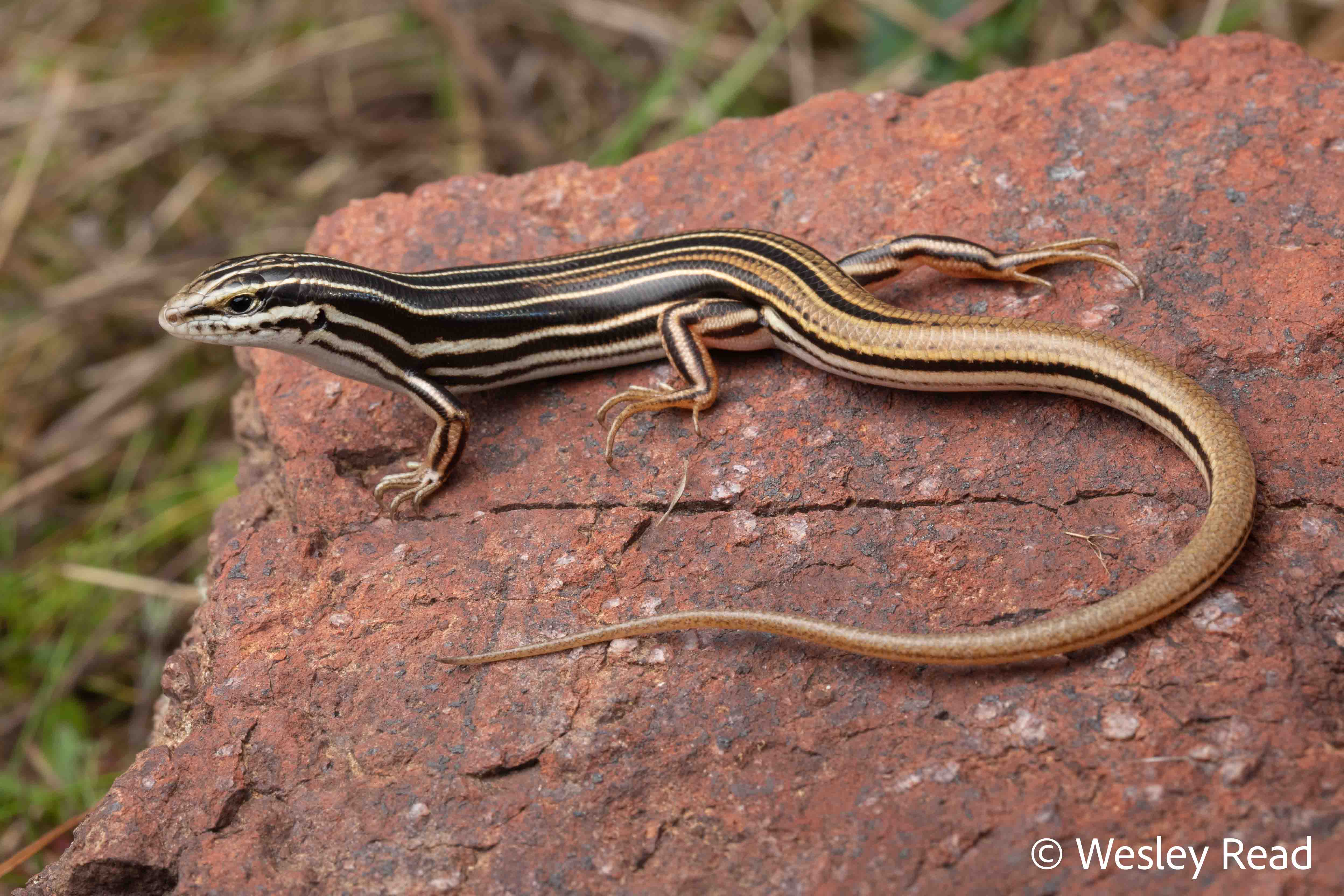 Ctenotus taeniolatus