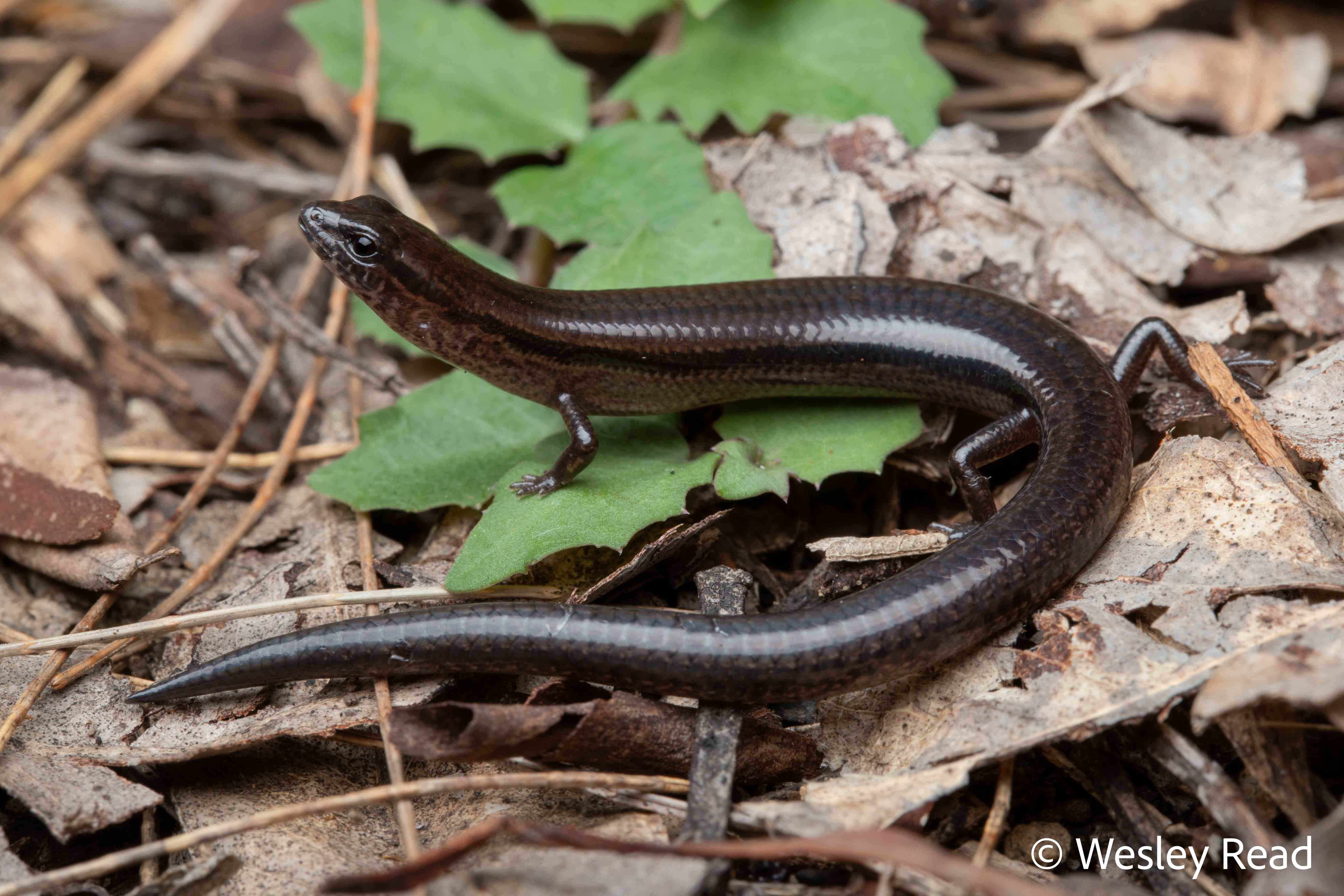 Calyptotis temporalis