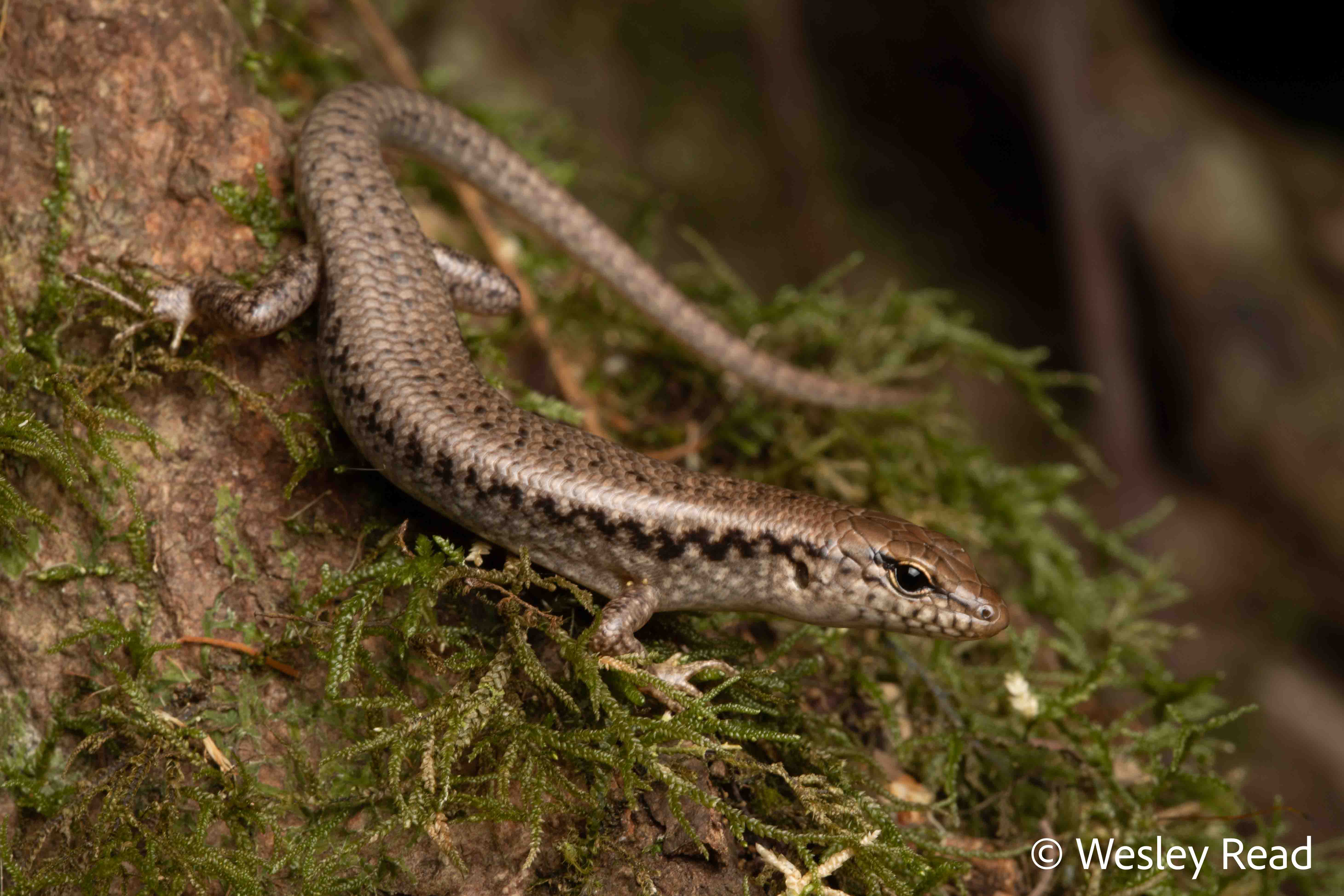 Concinnia tenuis
