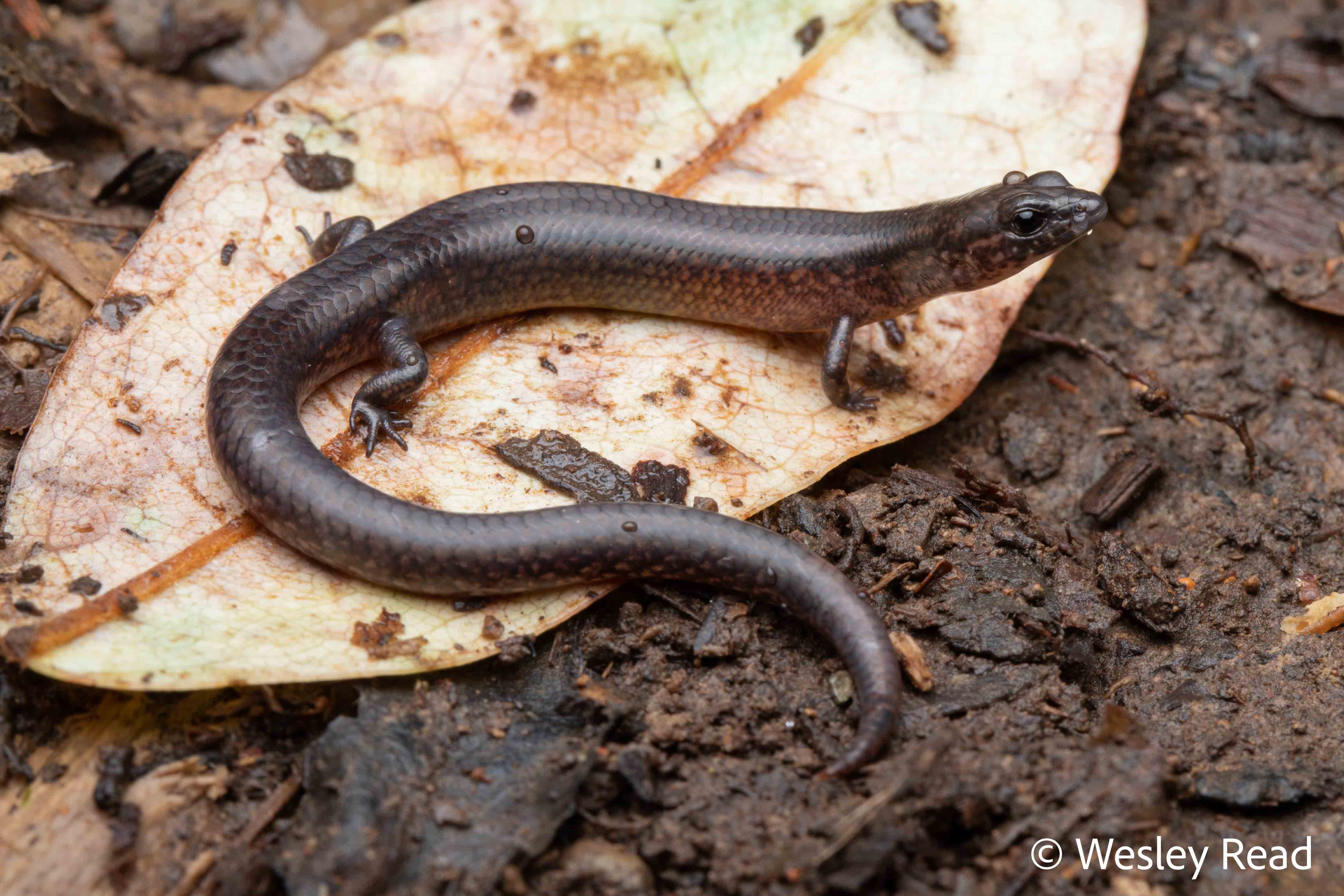 Calorodius thorntonensis