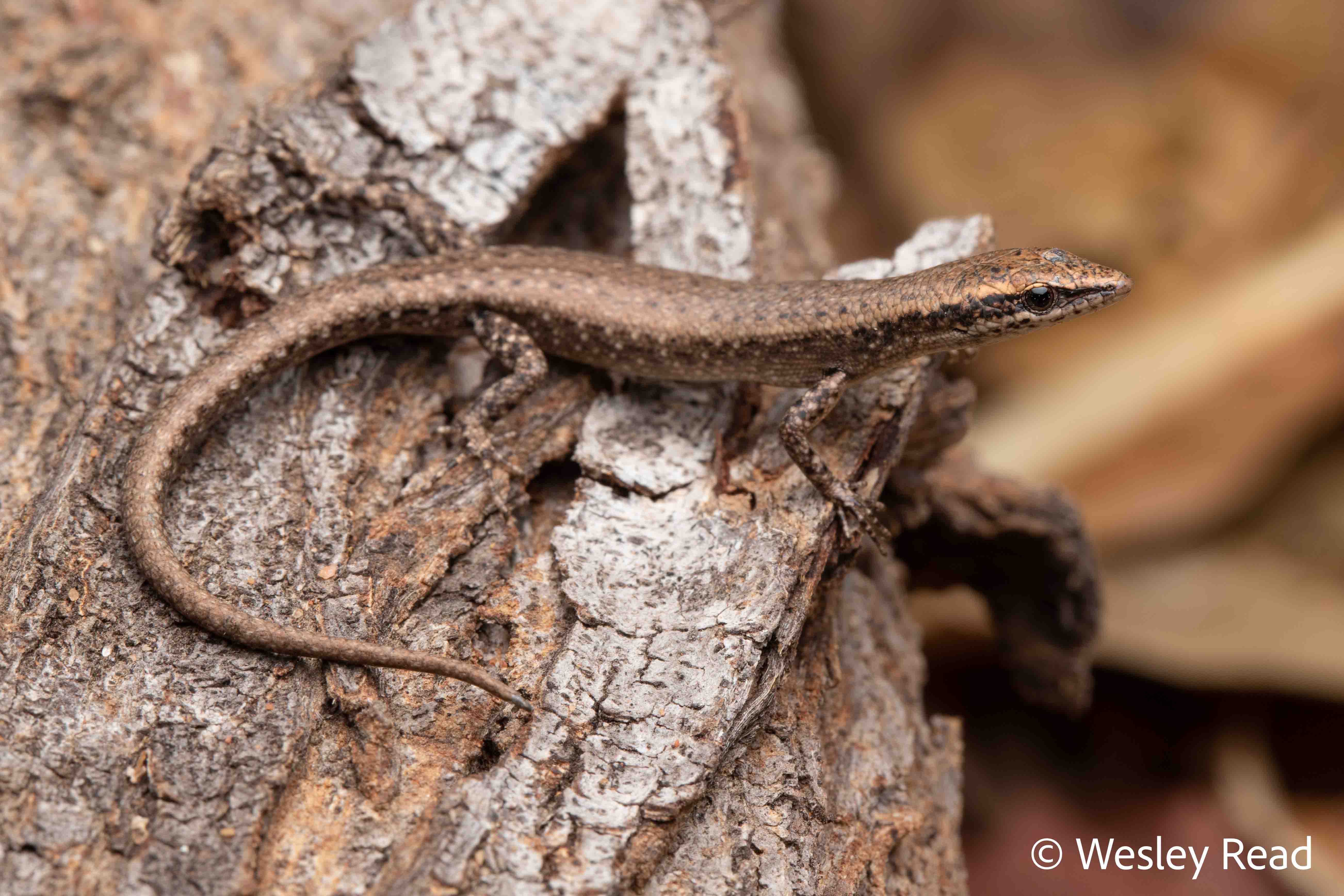 Cryptoblepharus tytthos