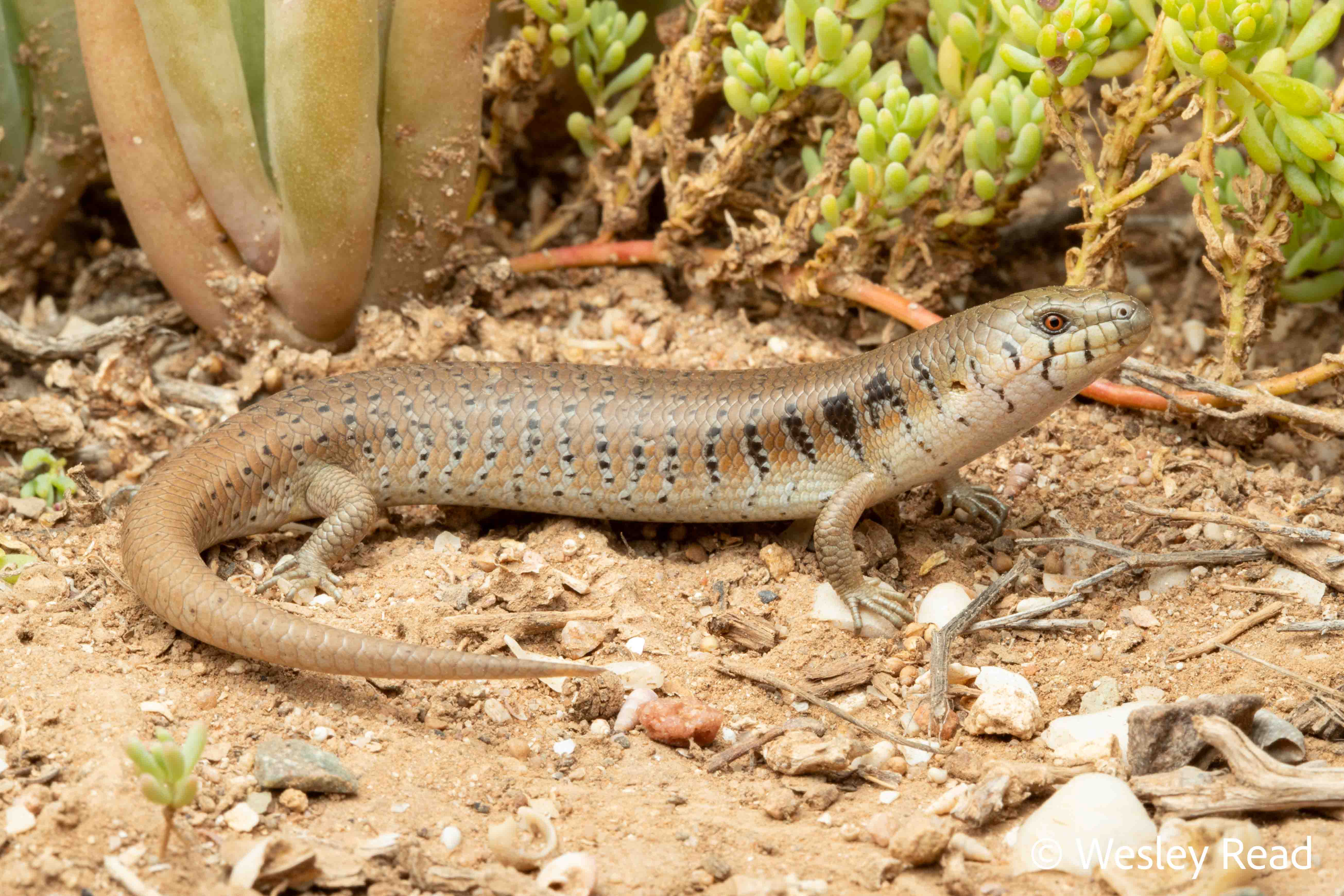 Cyclodomorphus venustus