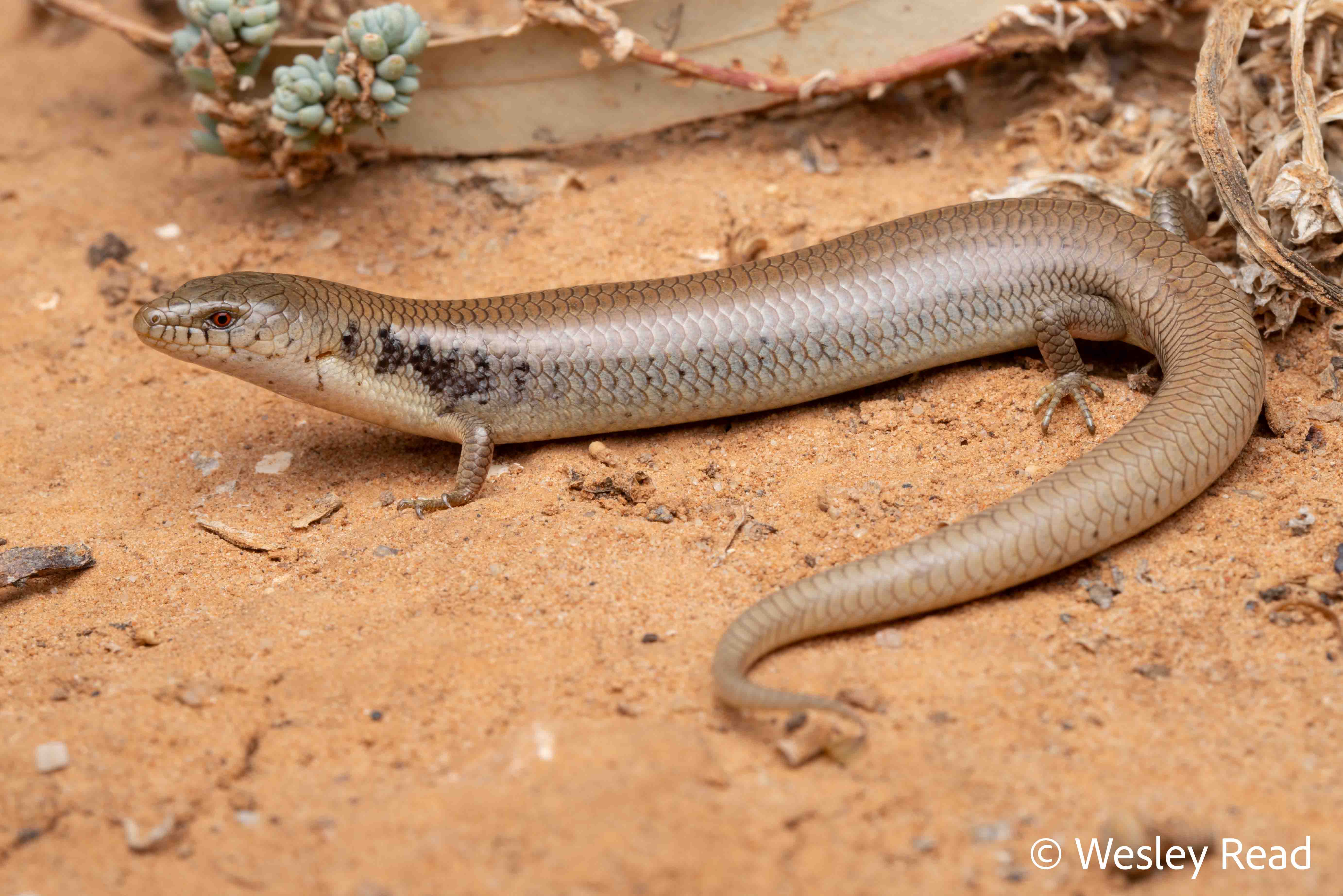 Cyclodomorphus venustus