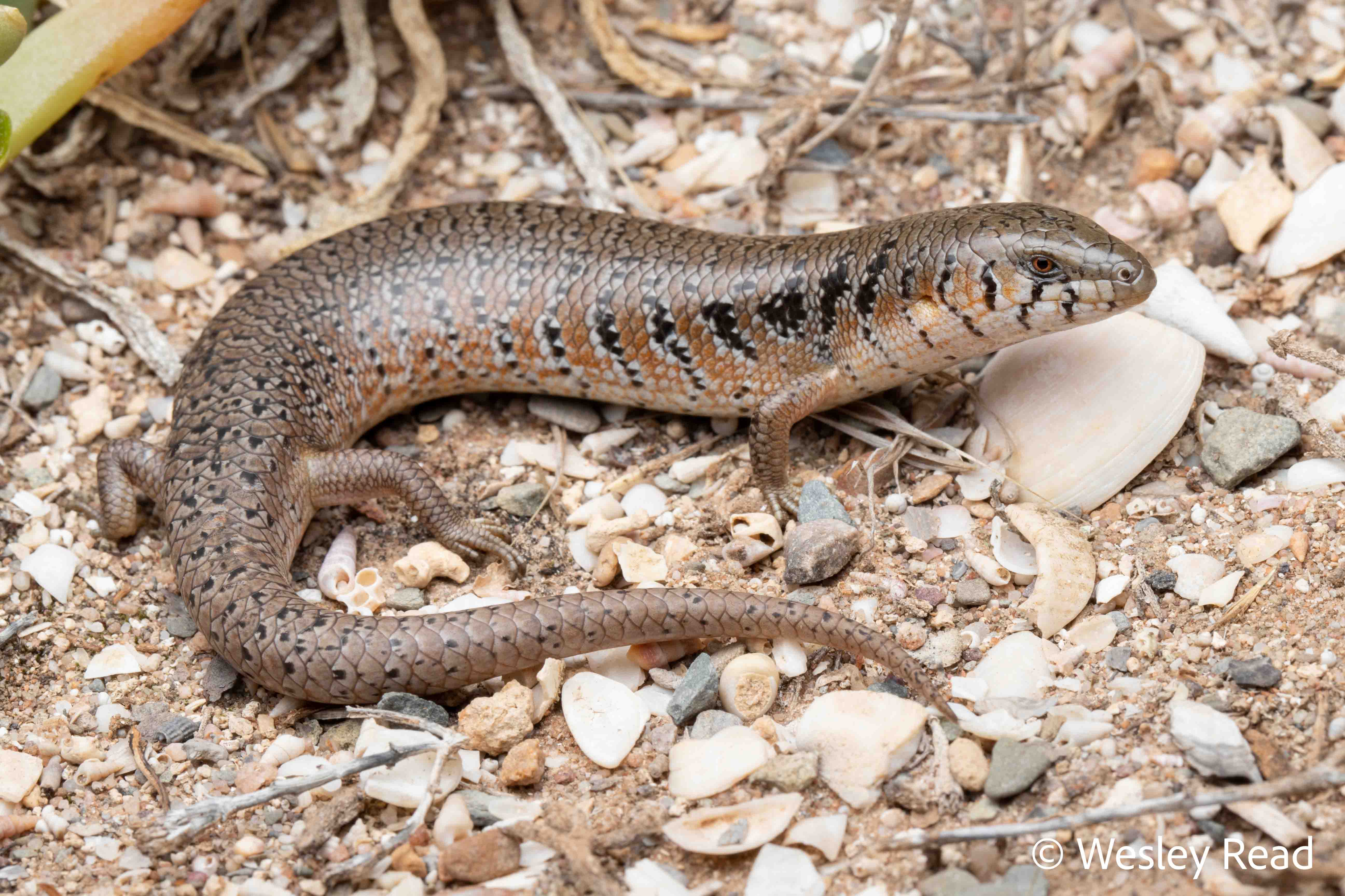 Cyclodomorphus venustus